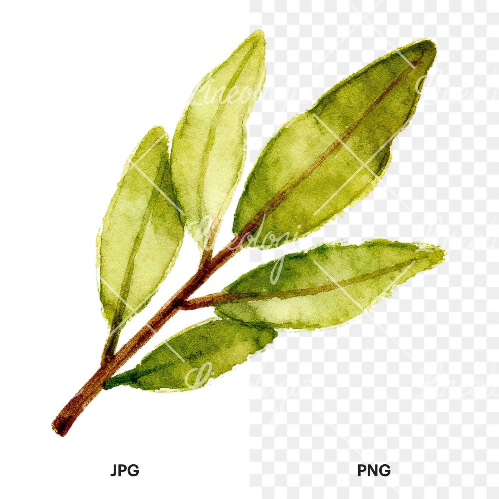 Watercolor laurel leaf clipart 8 of 12, as a JPG on white and a transparent PNG