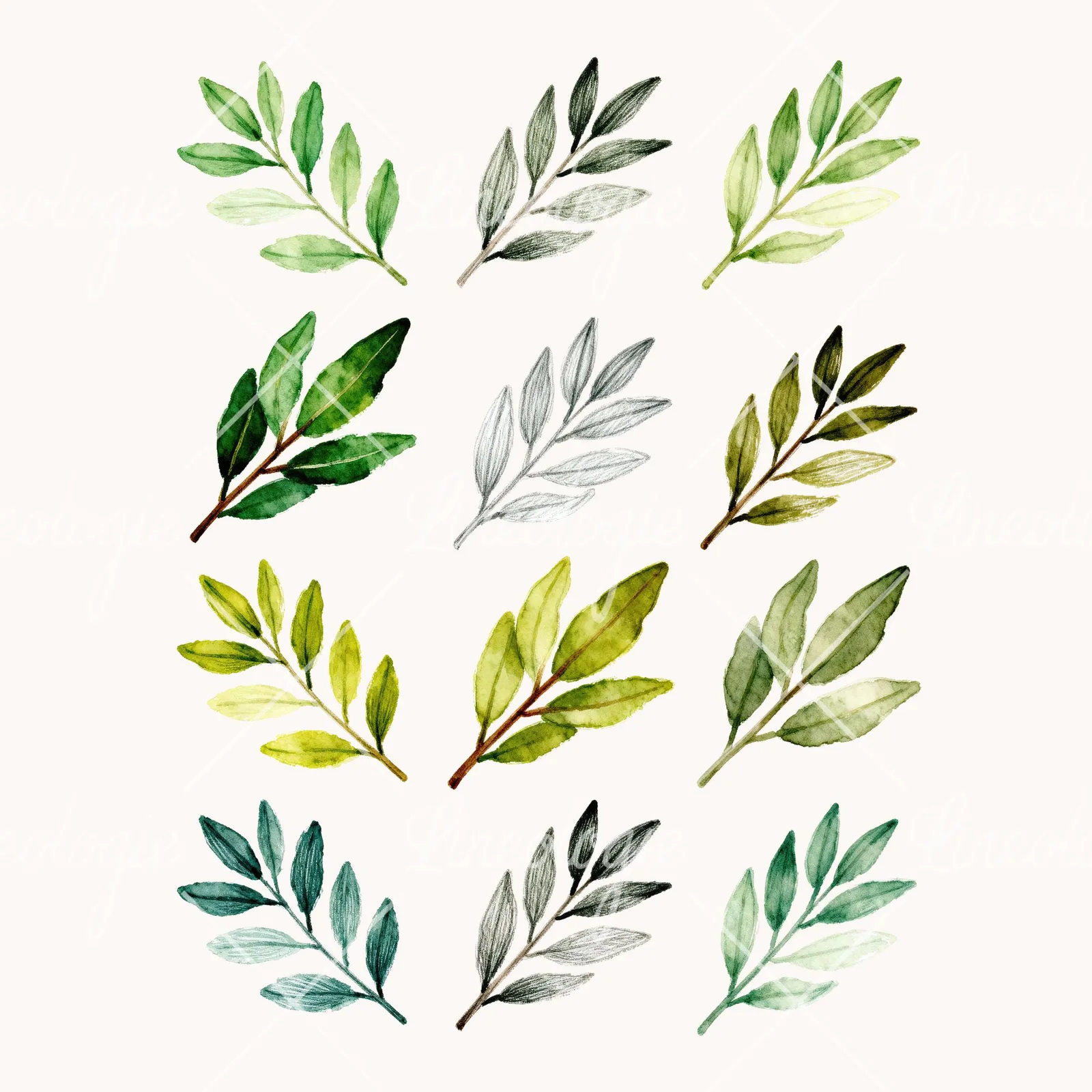 Watercolor Laurel Leaf Clipart, all 12 illustrations in the pack