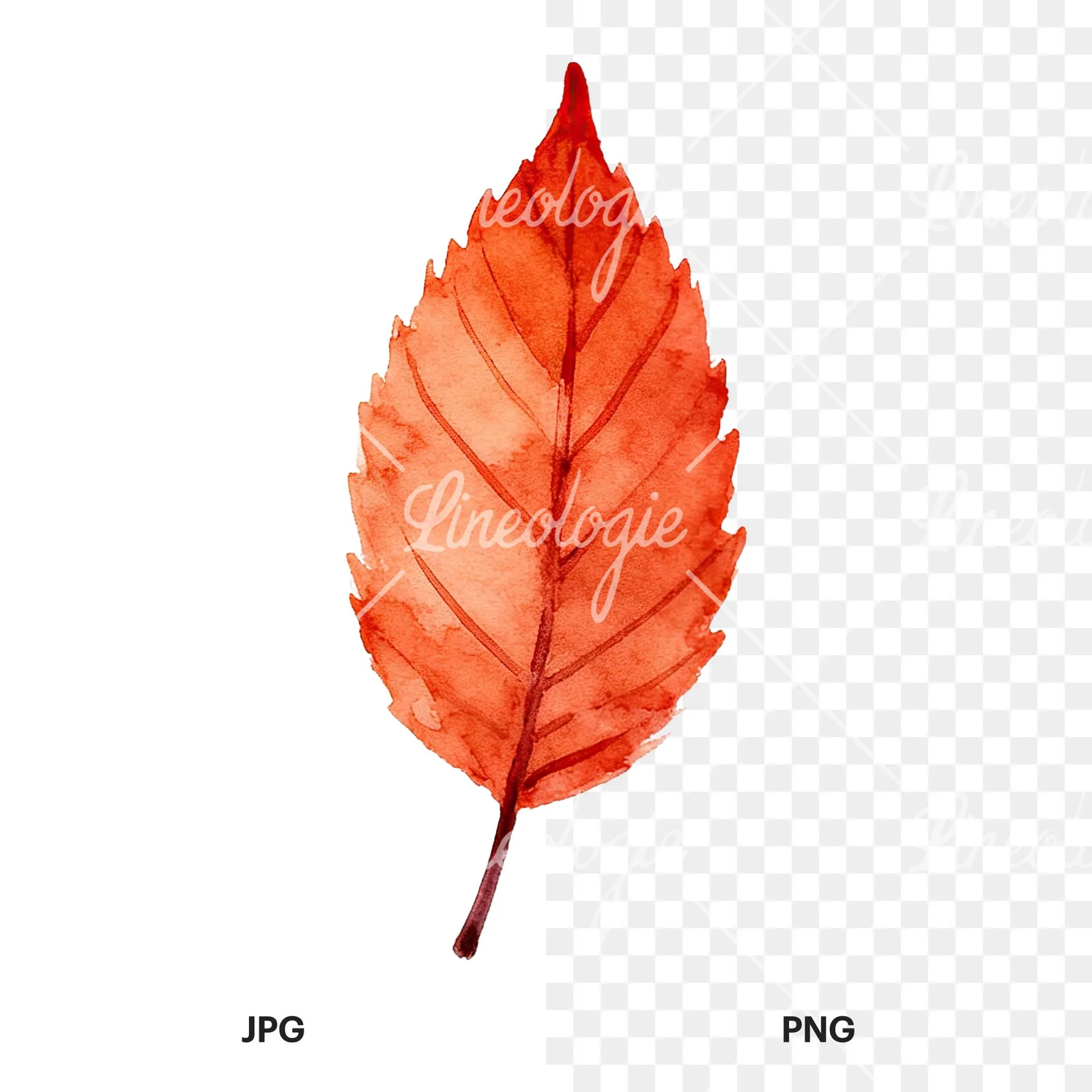 Watercolor autumn leaf with fern-like designs clipart 1 of 12, as a JPG on white and a transparent PNG