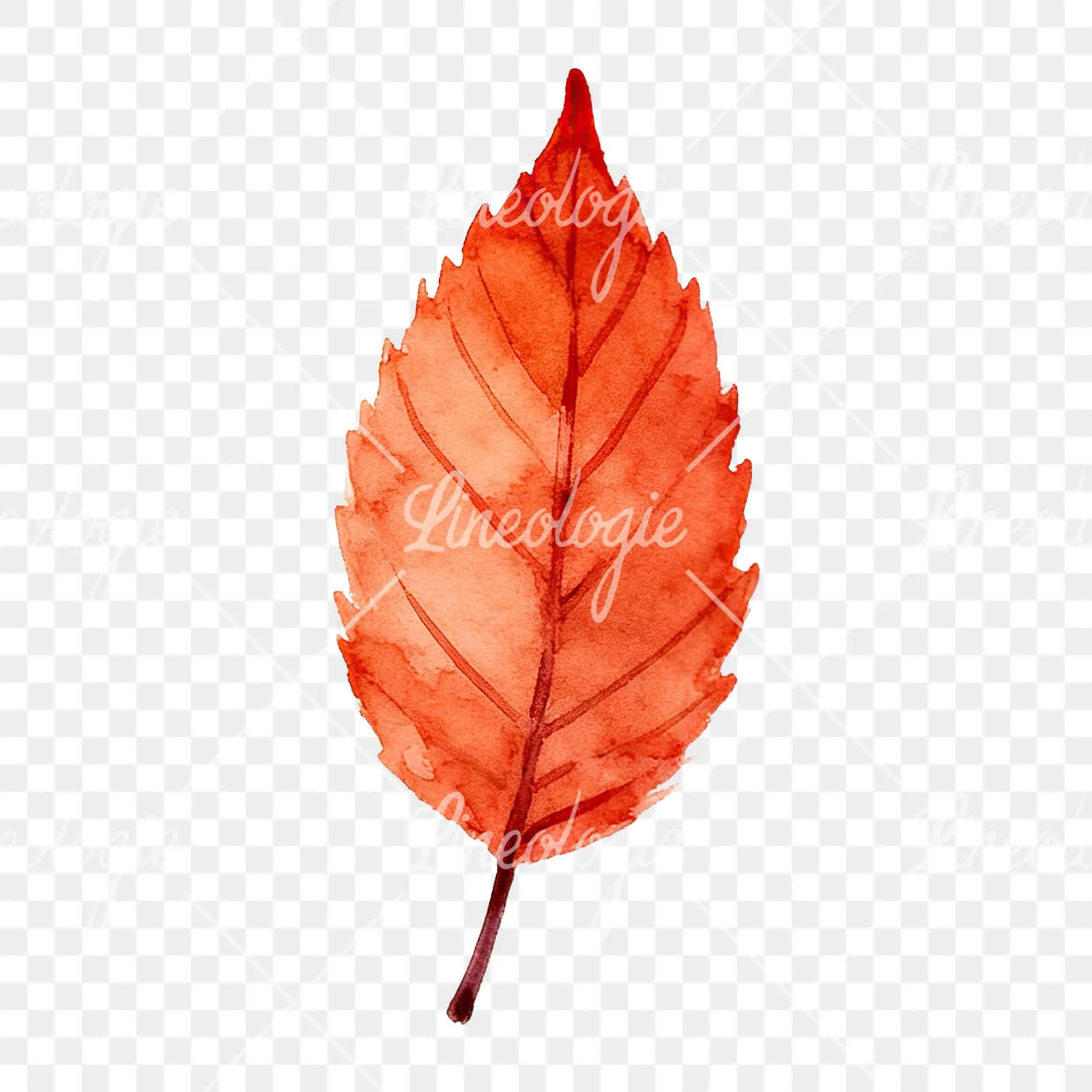 Watercolor autumn leaf with fern-like designs clipart 1 of 12 on a transparent background (PNG)