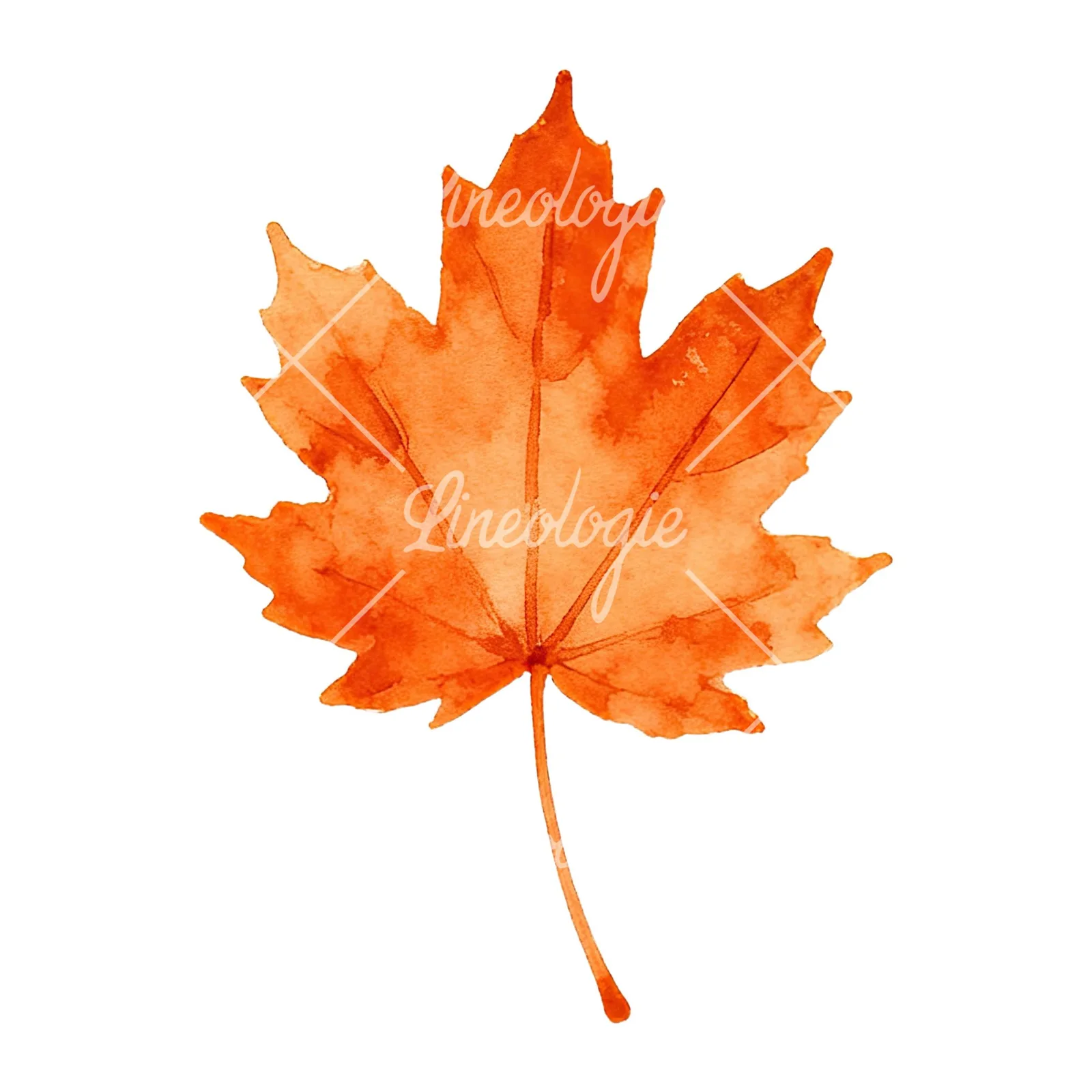 Watercolor autumn leaf with fern-like designs clipart 2 of 12 on a white background (JPG)