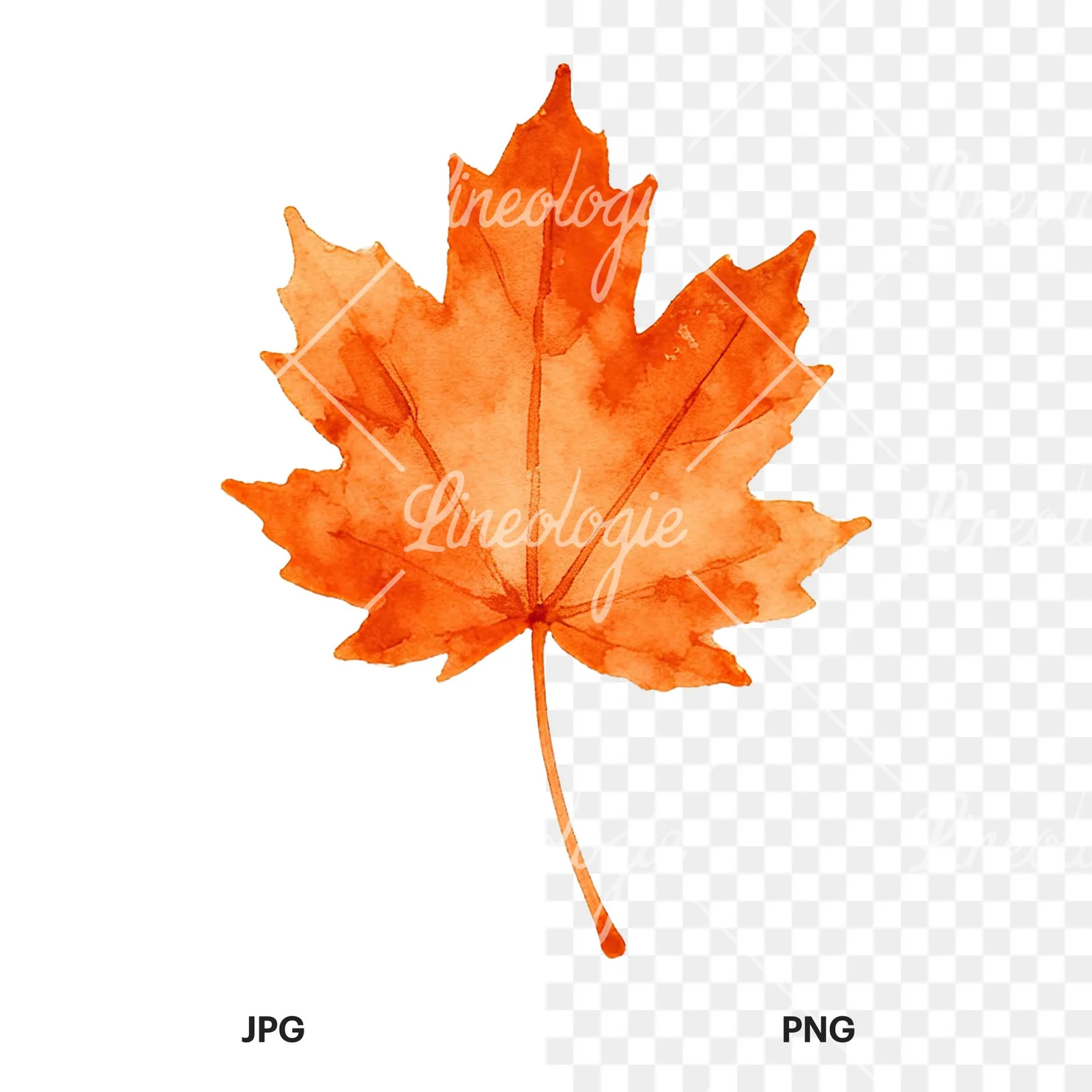 Watercolor autumn leaf with fern-like designs clipart 2 of 12, as a JPG on white and a transparent PNG