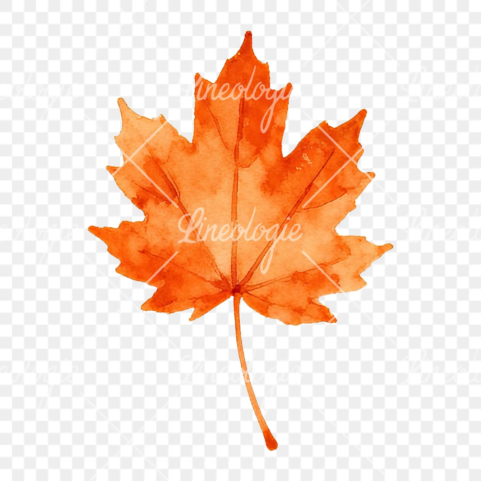 Watercolor autumn leaf with fern-like designs clipart 2 of 12 on a transparent background (PNG)