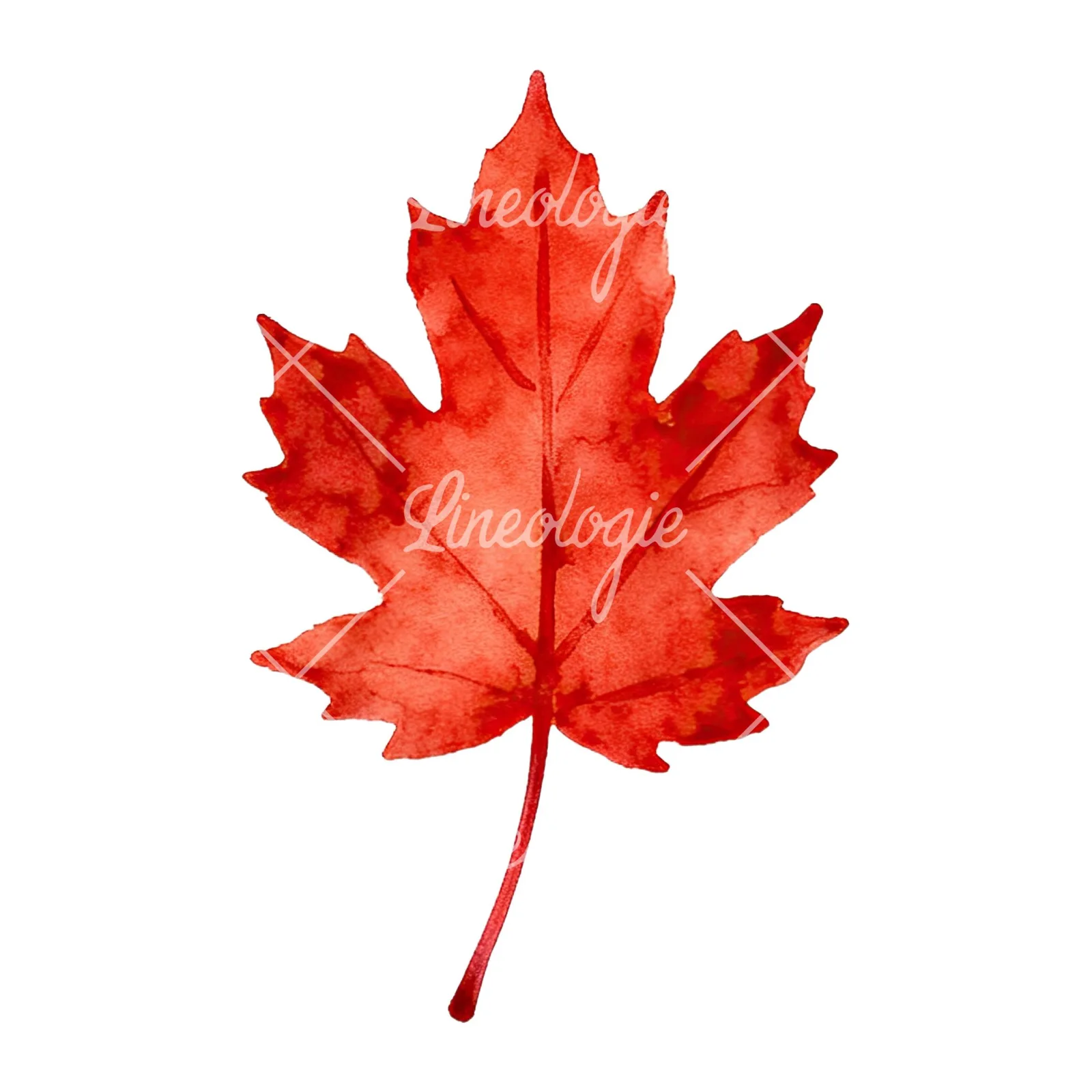 Watercolor autumn leaf with fern-like designs clipart 3 of 12 on a white background (JPG)