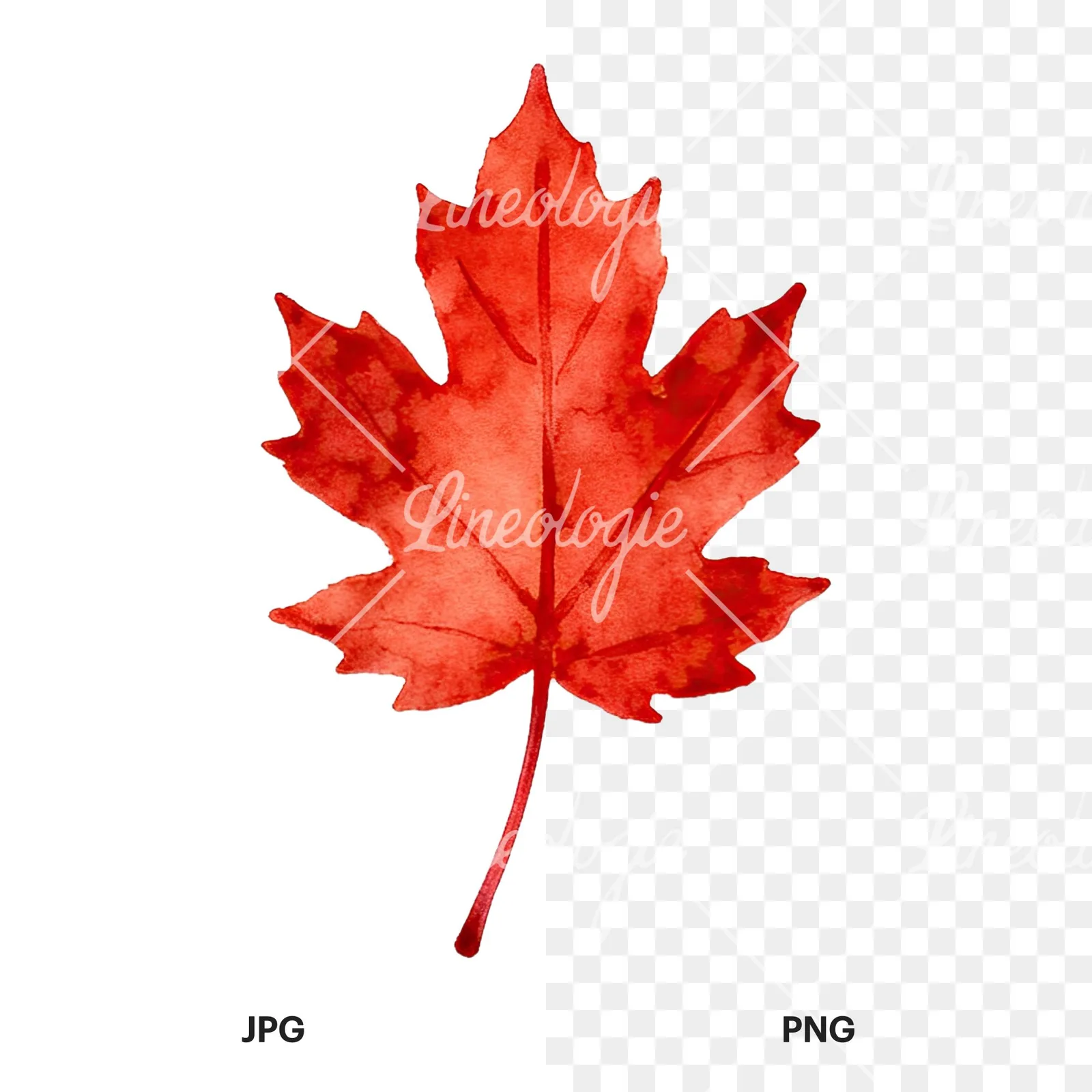 Watercolor autumn leaf with fern-like designs clipart 3 of 12, as a JPG on white and a transparent PNG