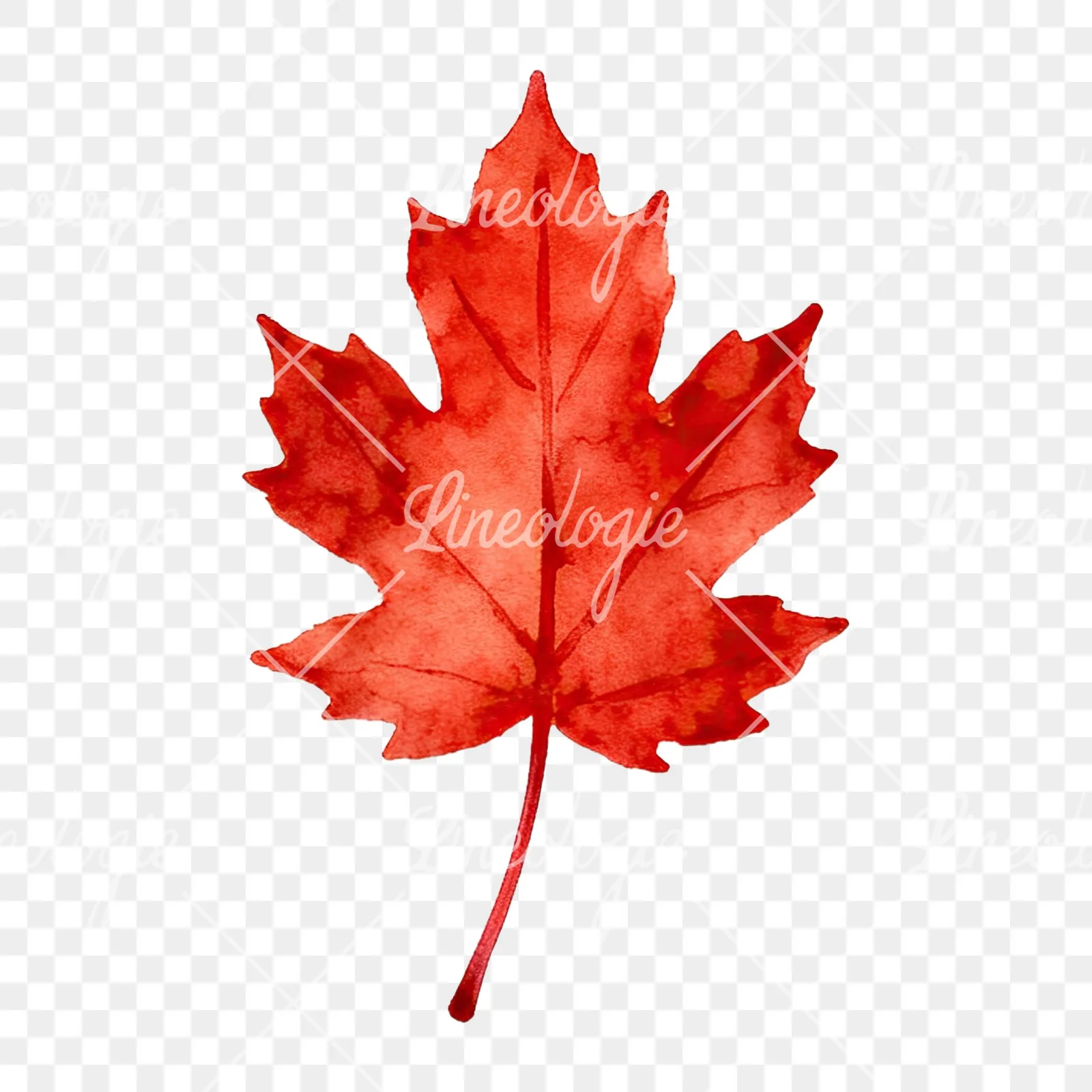 Watercolor autumn leaf with fern-like designs clipart 3 of 12 on a transparent background (PNG)