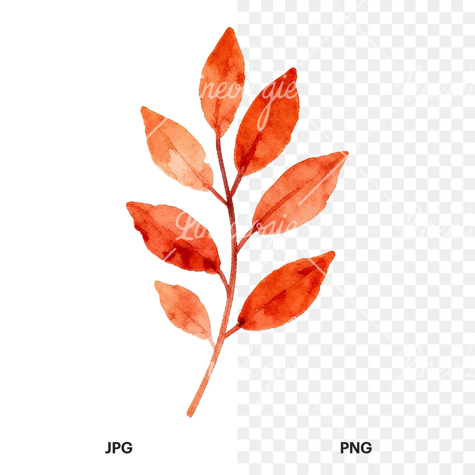 Watercolor autumn leaf with fern-like designs clipart 4 of 12, as a JPG on white and a transparent PNG