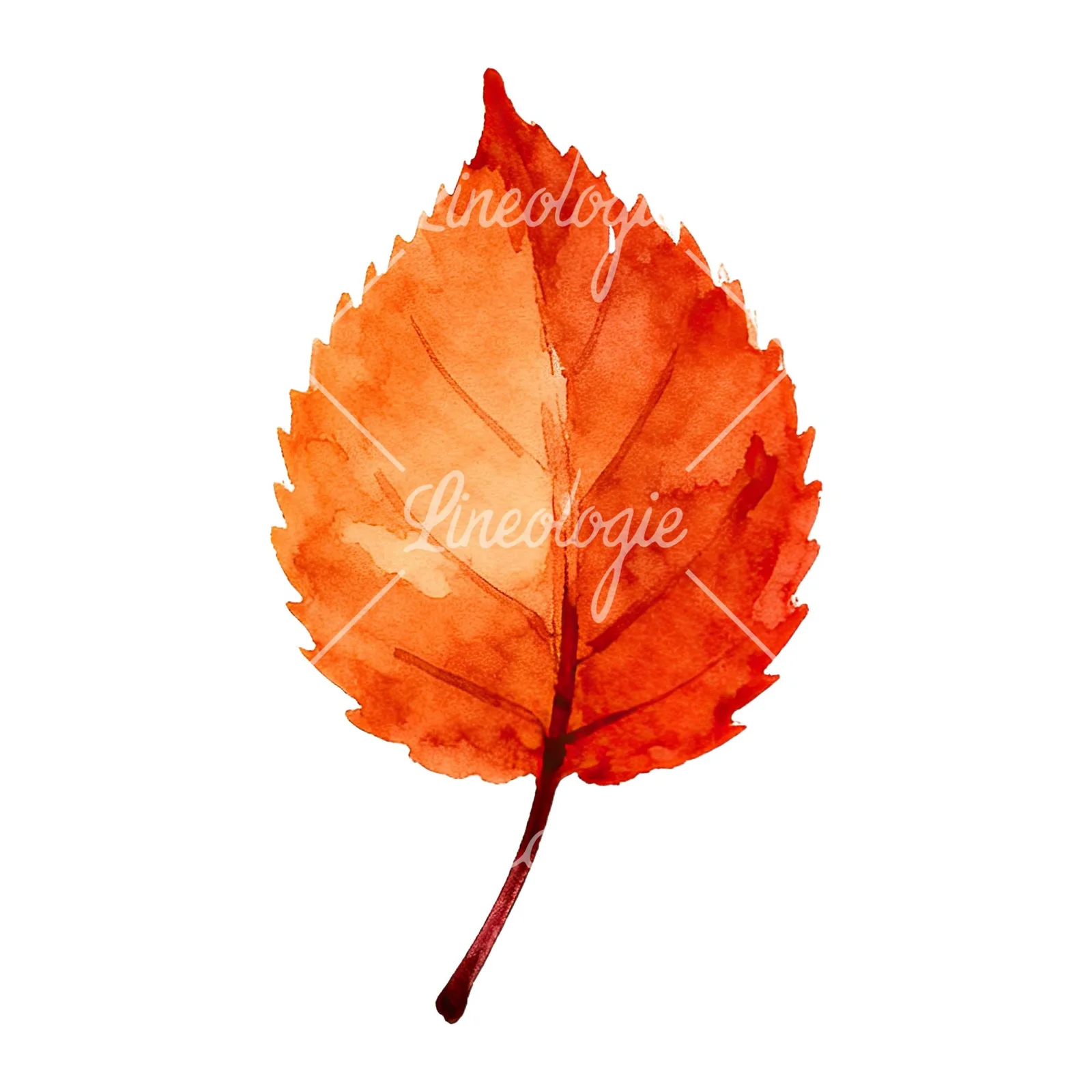 Watercolor autumn leaf with fern-like designs clipart 5 of 12 on a white background (JPG)