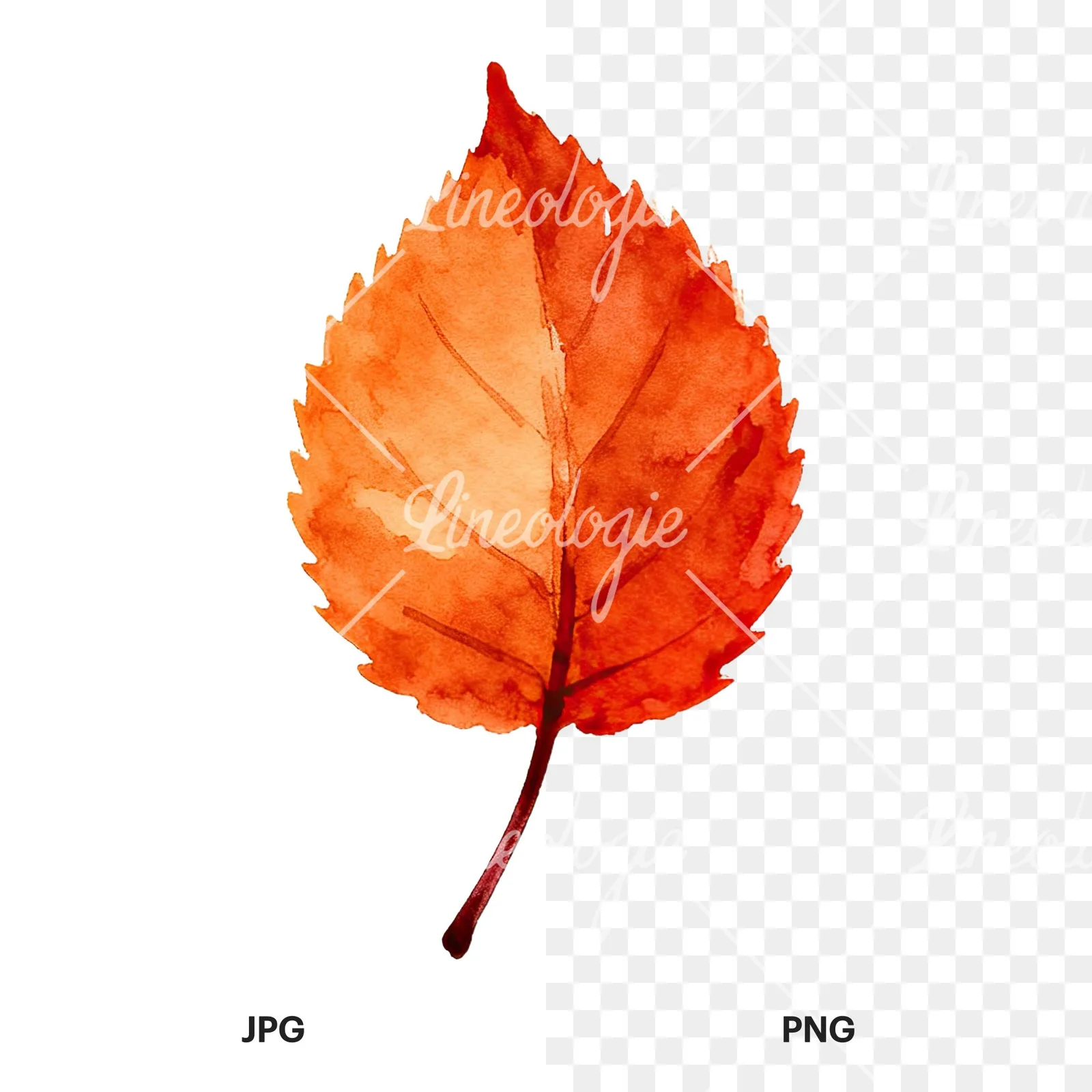 Watercolor autumn leaf with fern-like designs clipart 5 of 12, as a JPG on white and a transparent PNG