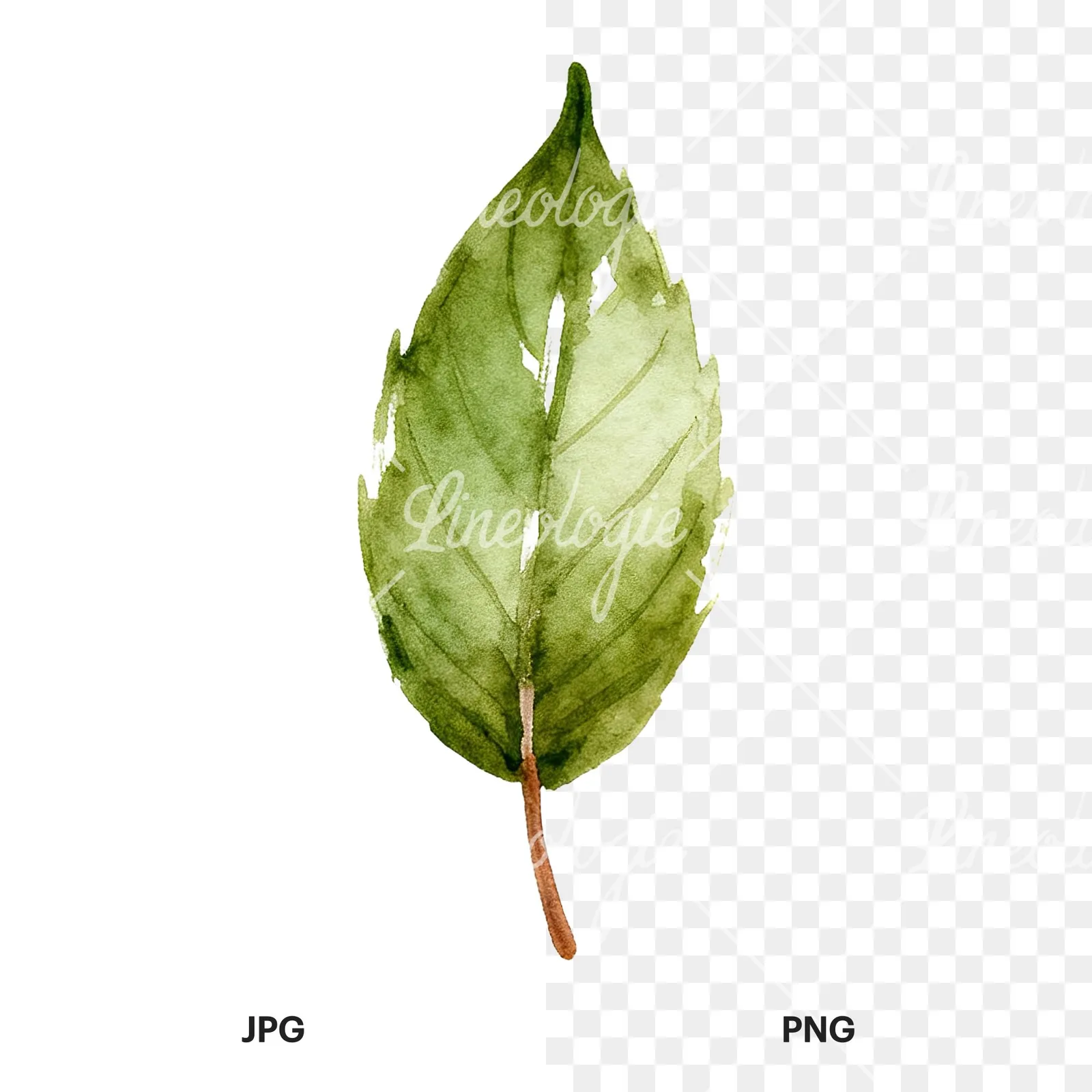 Watercolor autumn leaf with fern-like designs clipart 6 of 12, as a JPG on white and a transparent PNG