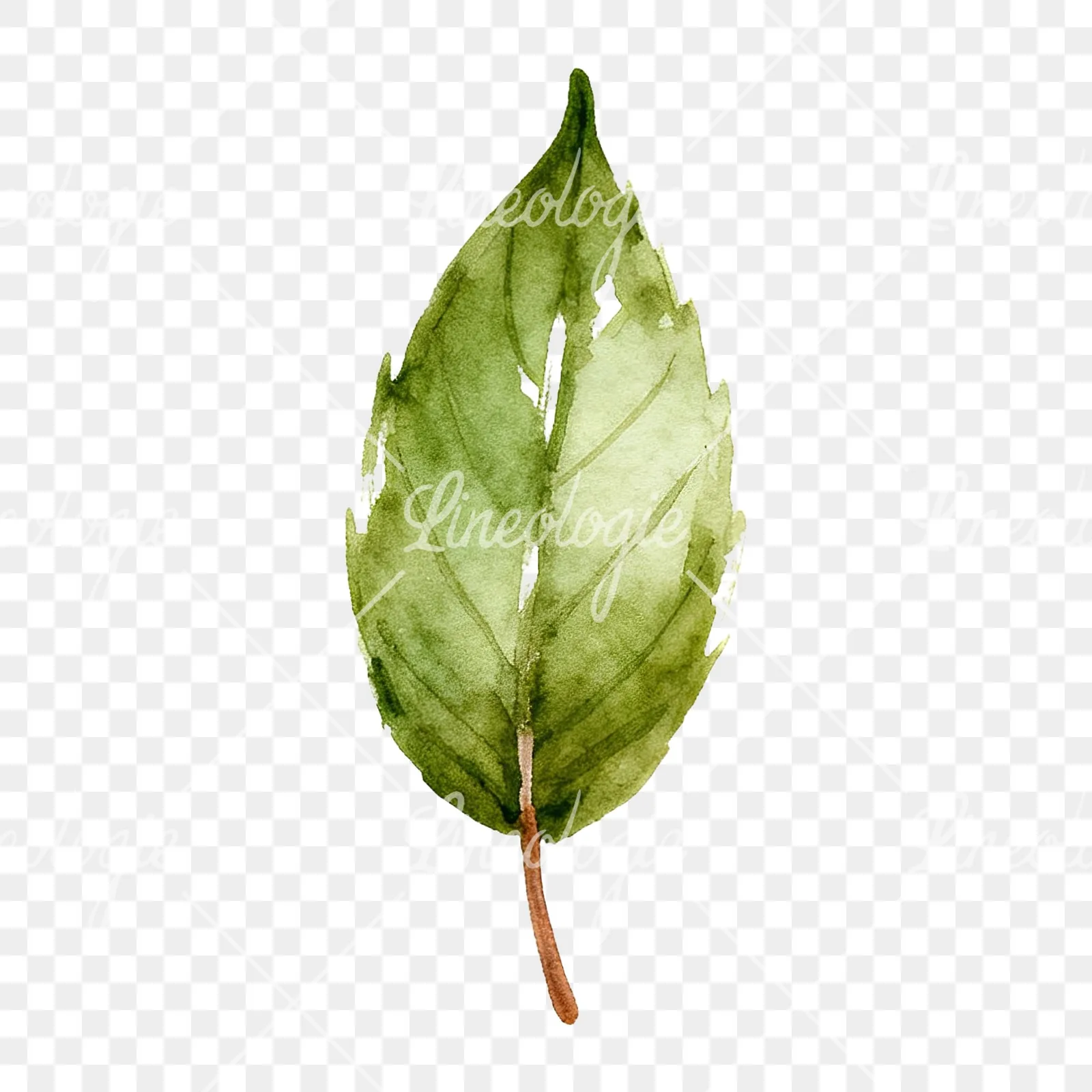 Watercolor autumn leaf with fern-like designs clipart 6 of 12 on a transparent background (PNG)