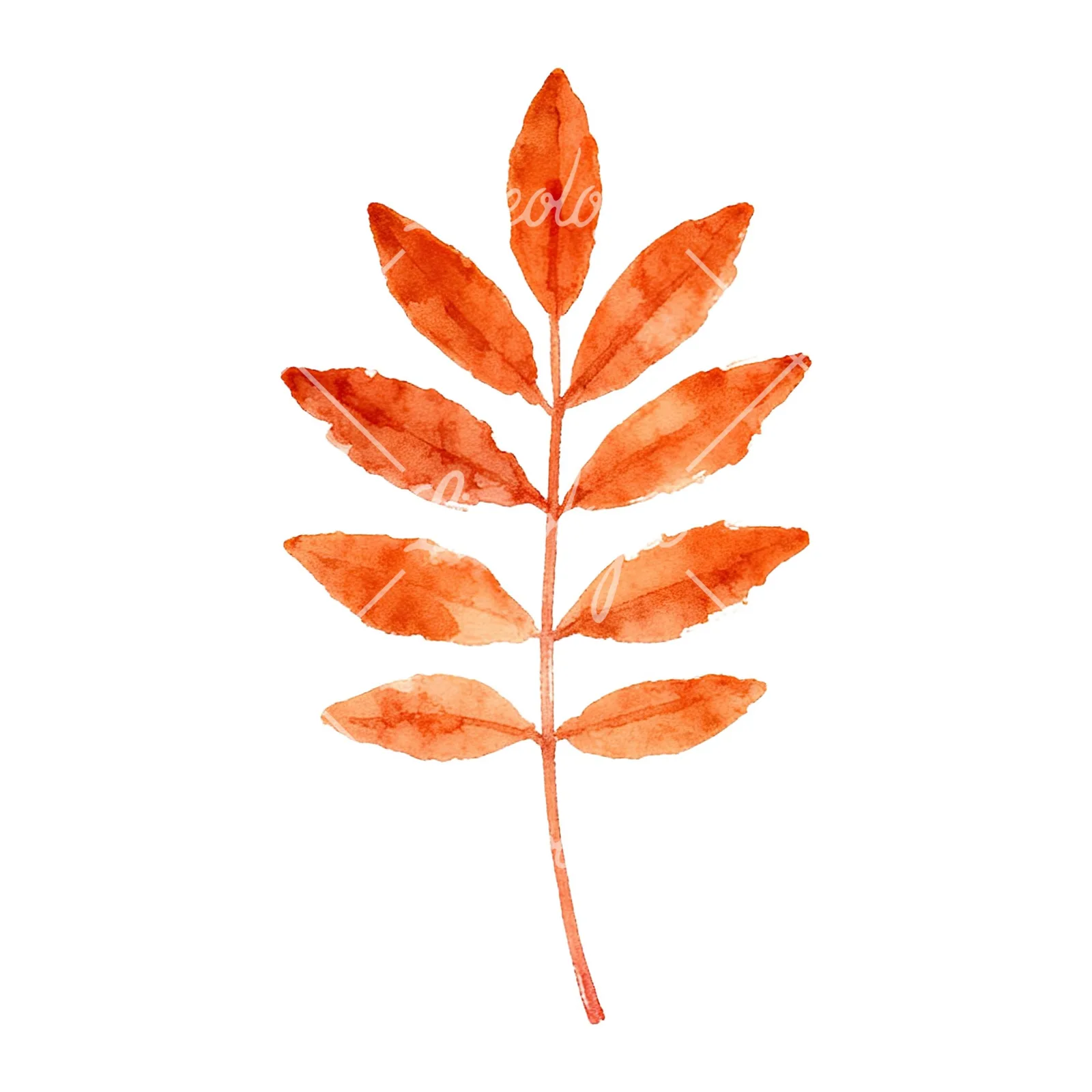 Watercolor autumn leaf with fern-like designs clipart 7 of 12 on a white background (JPG)