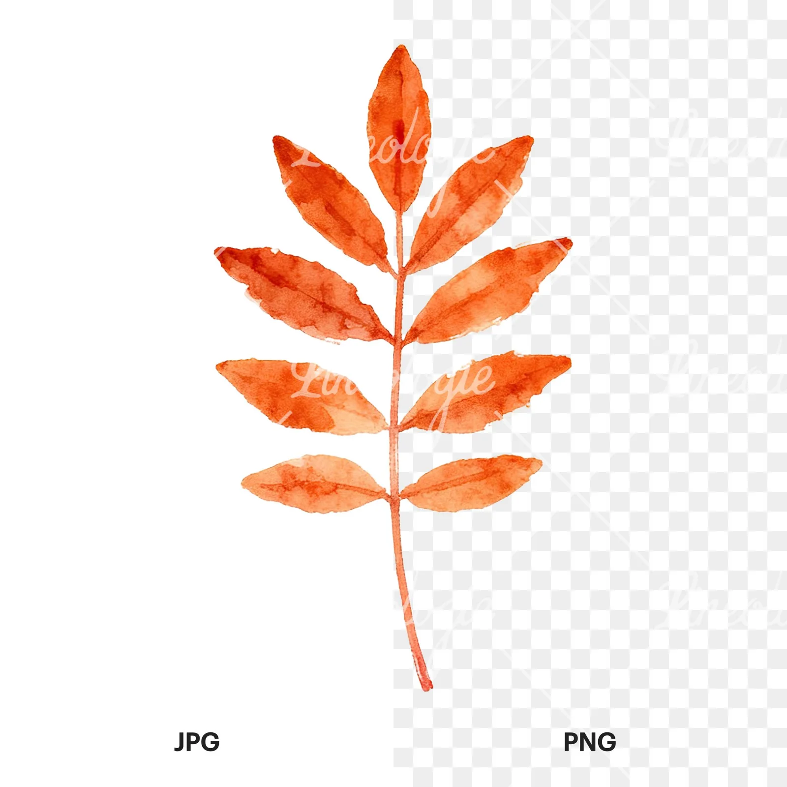 Watercolor autumn leaf with fern-like designs clipart 7 of 12, as a JPG on white and a transparent PNG