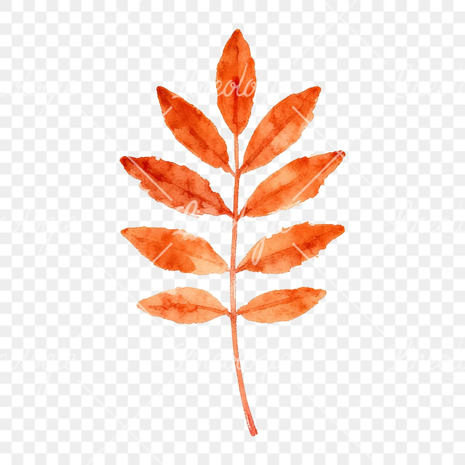 Watercolor autumn leaf with fern-like designs clipart 7 of 12 on a transparent background (PNG)