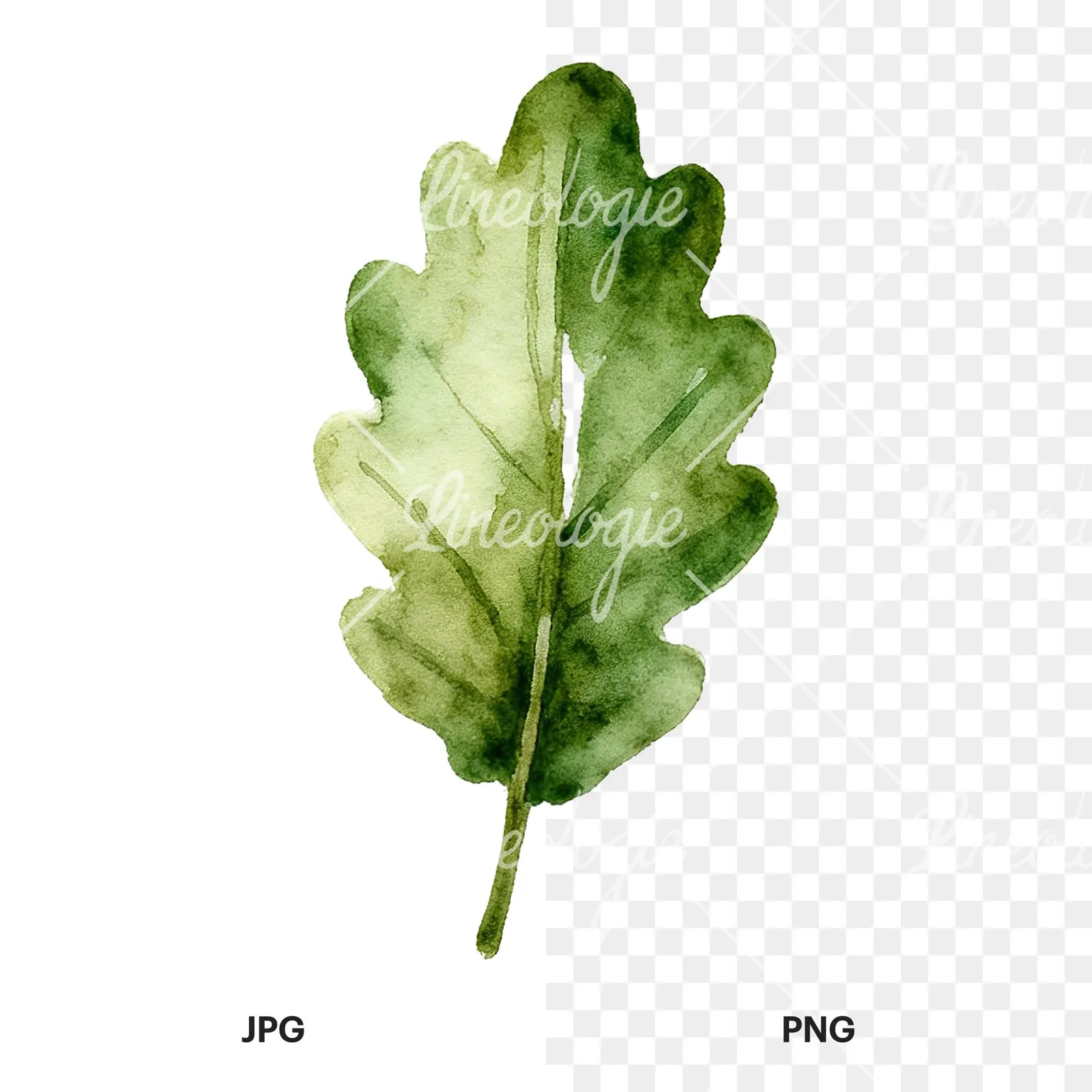 Watercolor autumn leaf with fern-like designs clipart 8 of 12, as a JPG on white and a transparent PNG