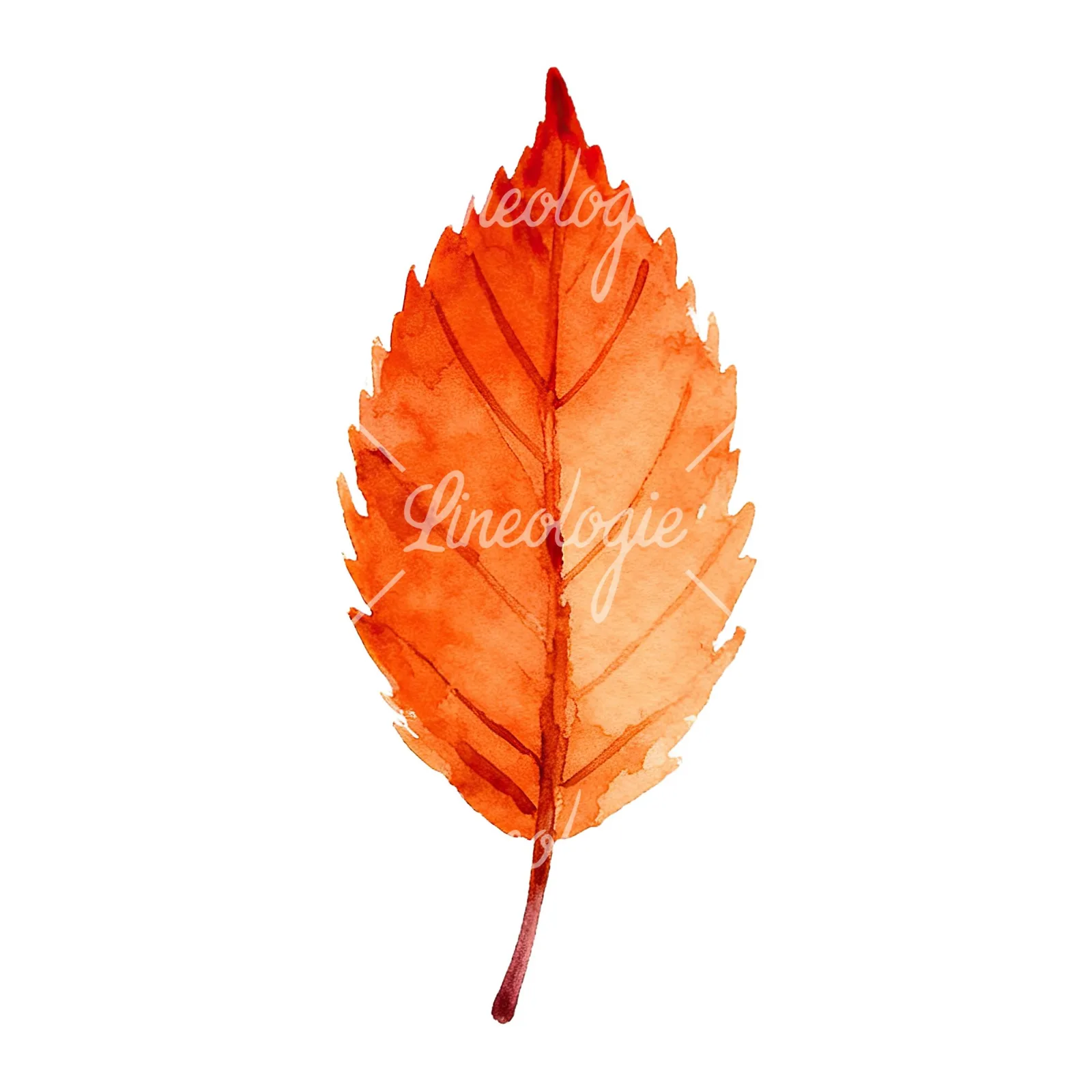Watercolor autumn leaf with fern-like designs clipart 9 of 12 on a white background (JPG)