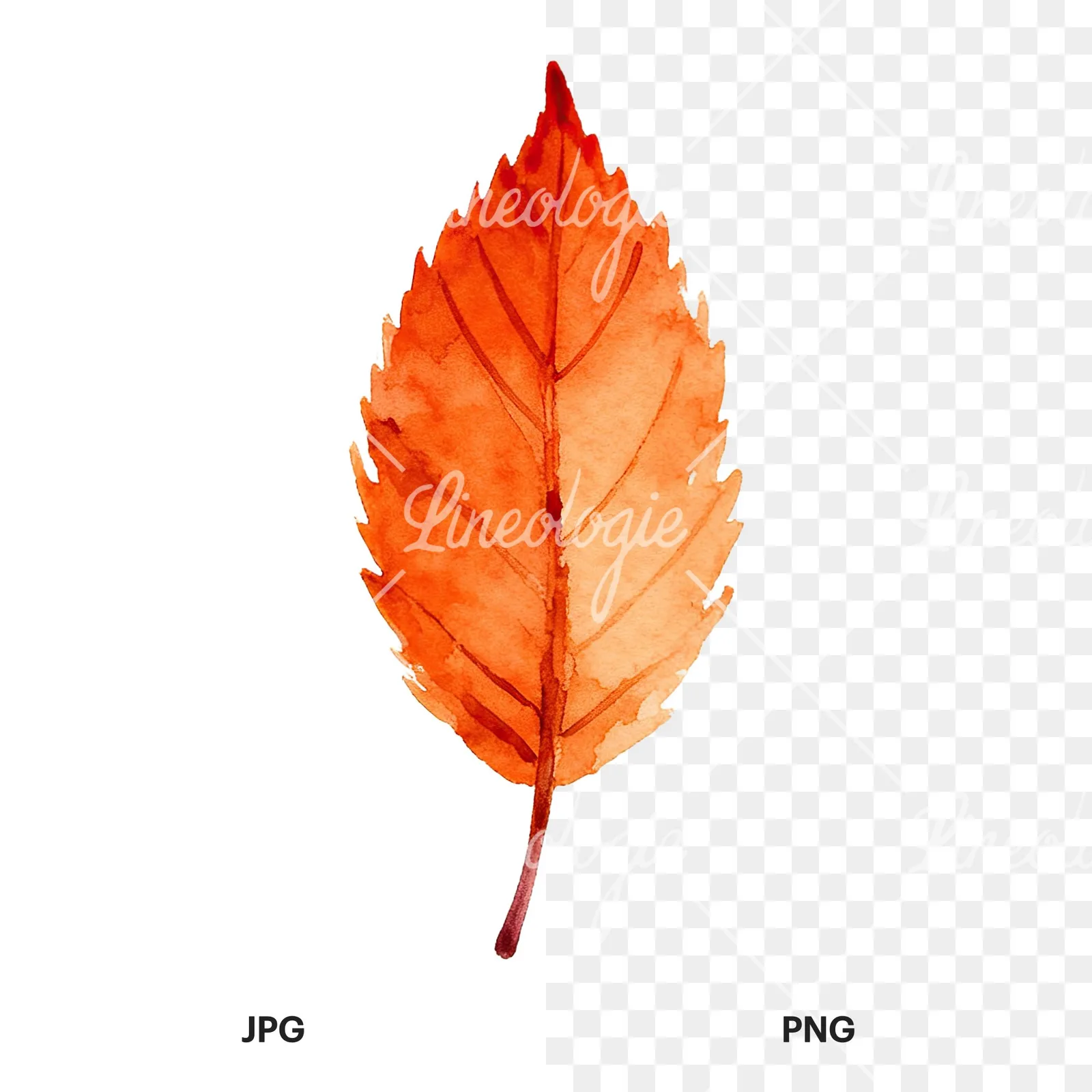 Watercolor autumn leaf with fern-like designs clipart 9 of 12, as a JPG on white and a transparent PNG
