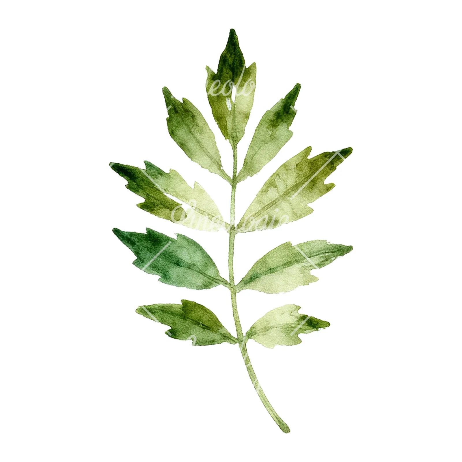 Watercolor autumn leaf with fern-like designs clipart 10 of 12 on a white background (JPG)