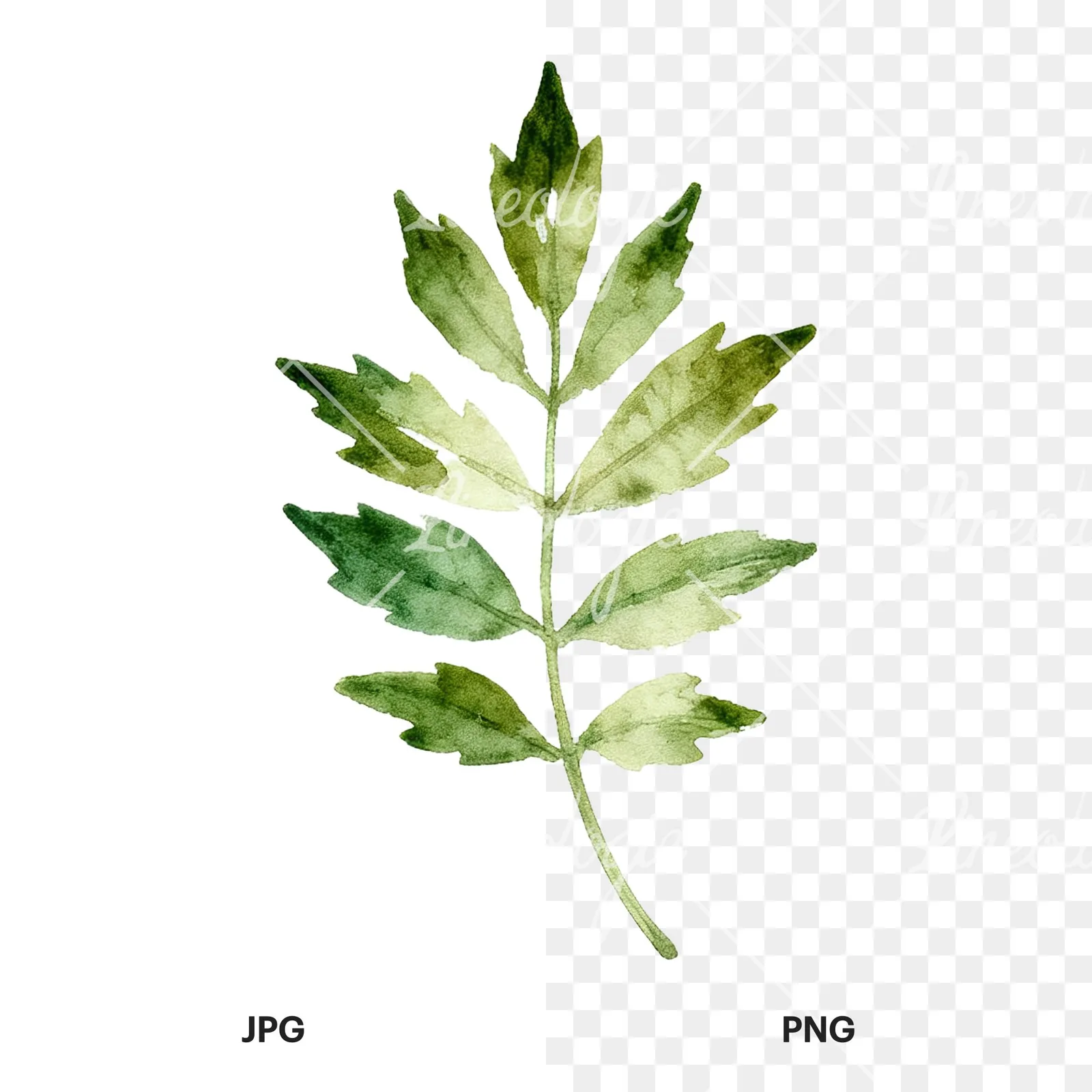 Watercolor autumn leaf with fern-like designs clipart 10 of 12, as a JPG on white and a transparent PNG