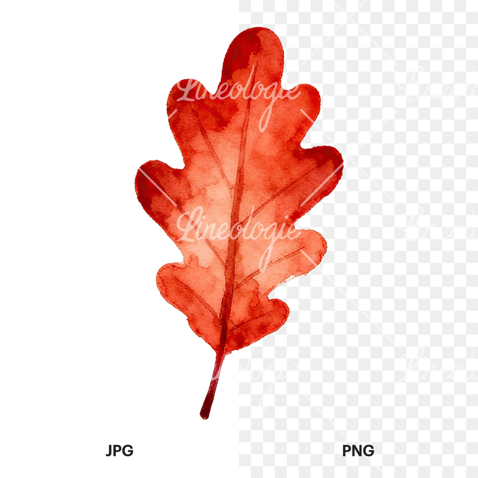 Watercolor autumn leaf with fern-like designs clipart 11 of 12, as a JPG on white and a transparent PNG
