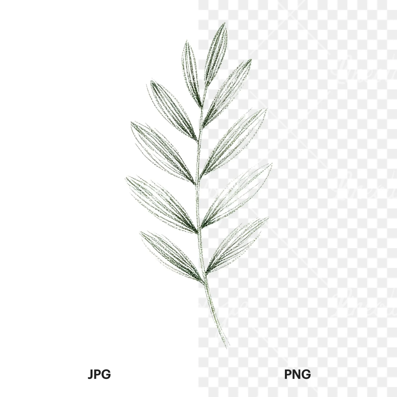 Watercolor autumn leaf with fern-like designs clipart 12 of 12, as a JPG on white and a transparent PNG