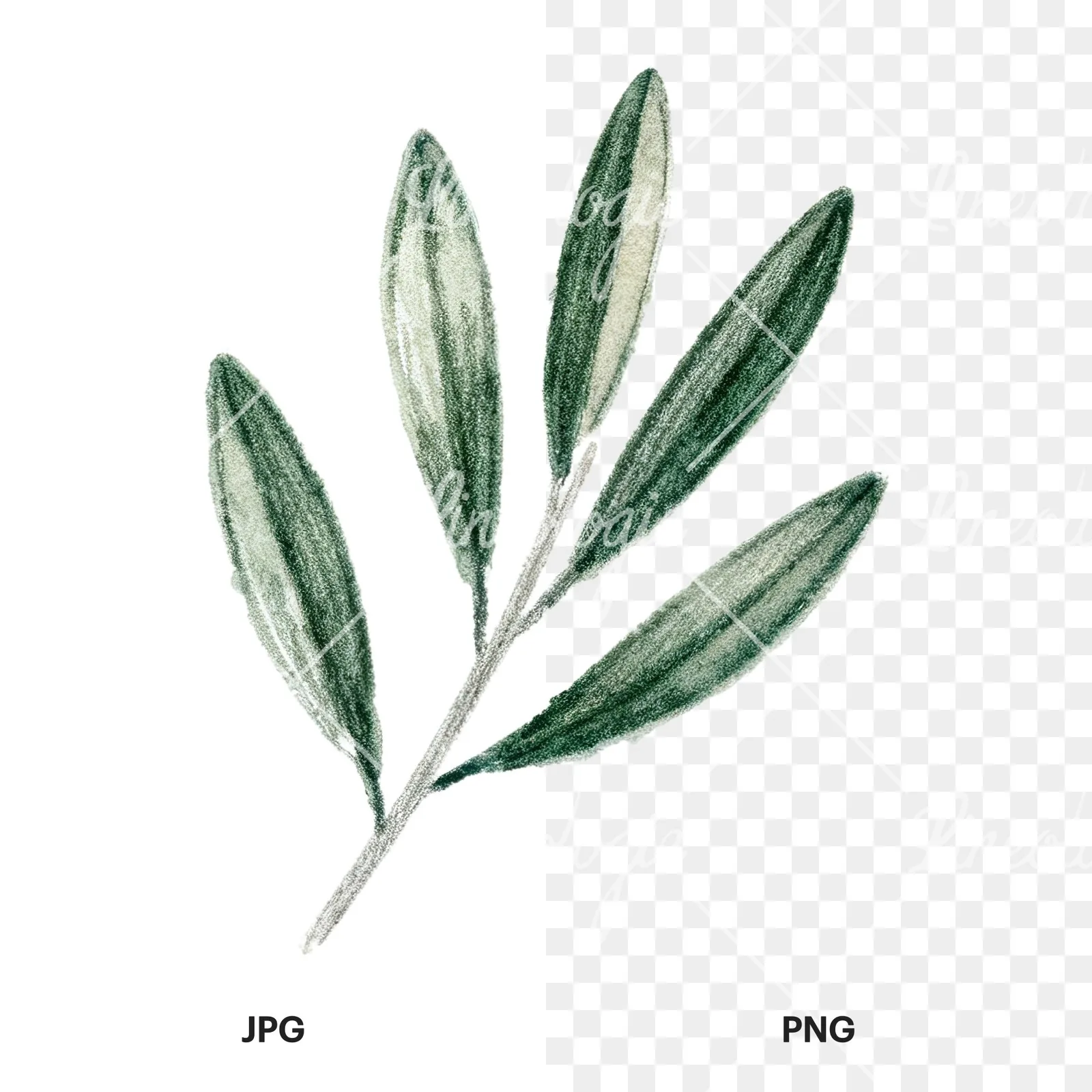 Watercolor olive branch with gray leaves clipart 1 of 12, as a JPG on white and a transparent PNG