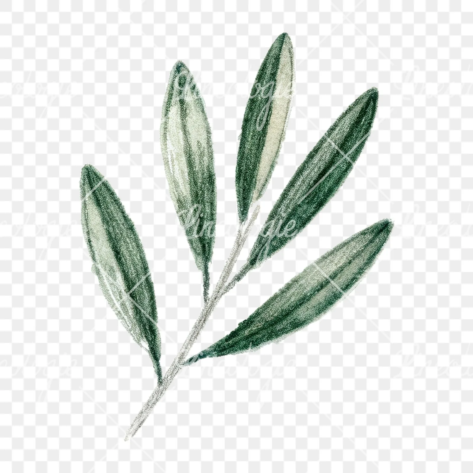 Watercolor olive branch with gray leaves clipart 1 of 12 on a transparent background (PNG)