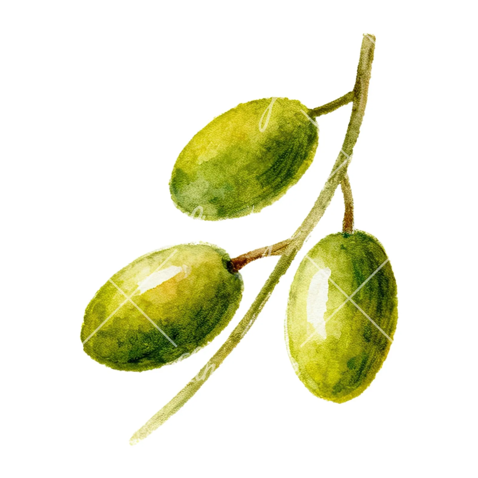 Watercolor olive branch with gray leaves clipart 2 of 12 on a white background (JPG)