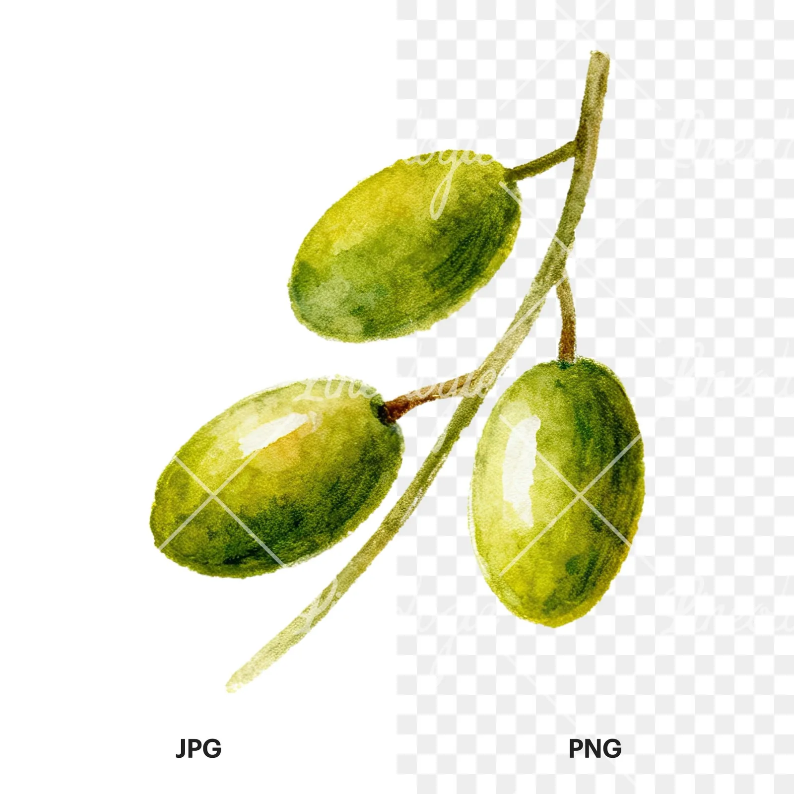 Watercolor olive branch with gray leaves clipart 2 of 12, as a JPG on white and a transparent PNG