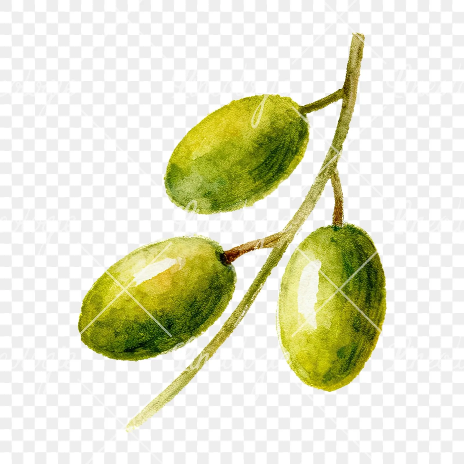 Watercolor olive branch with gray leaves clipart 2 of 12 on a transparent background (PNG)