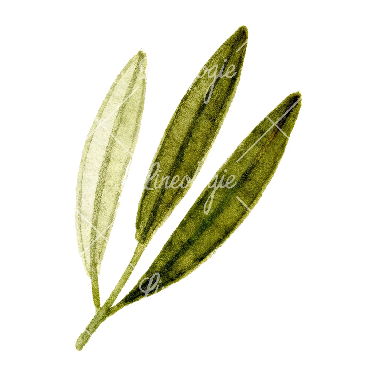 Watercolor olive branch with gray leaves clipart 3 of 12 on a white background (JPG)