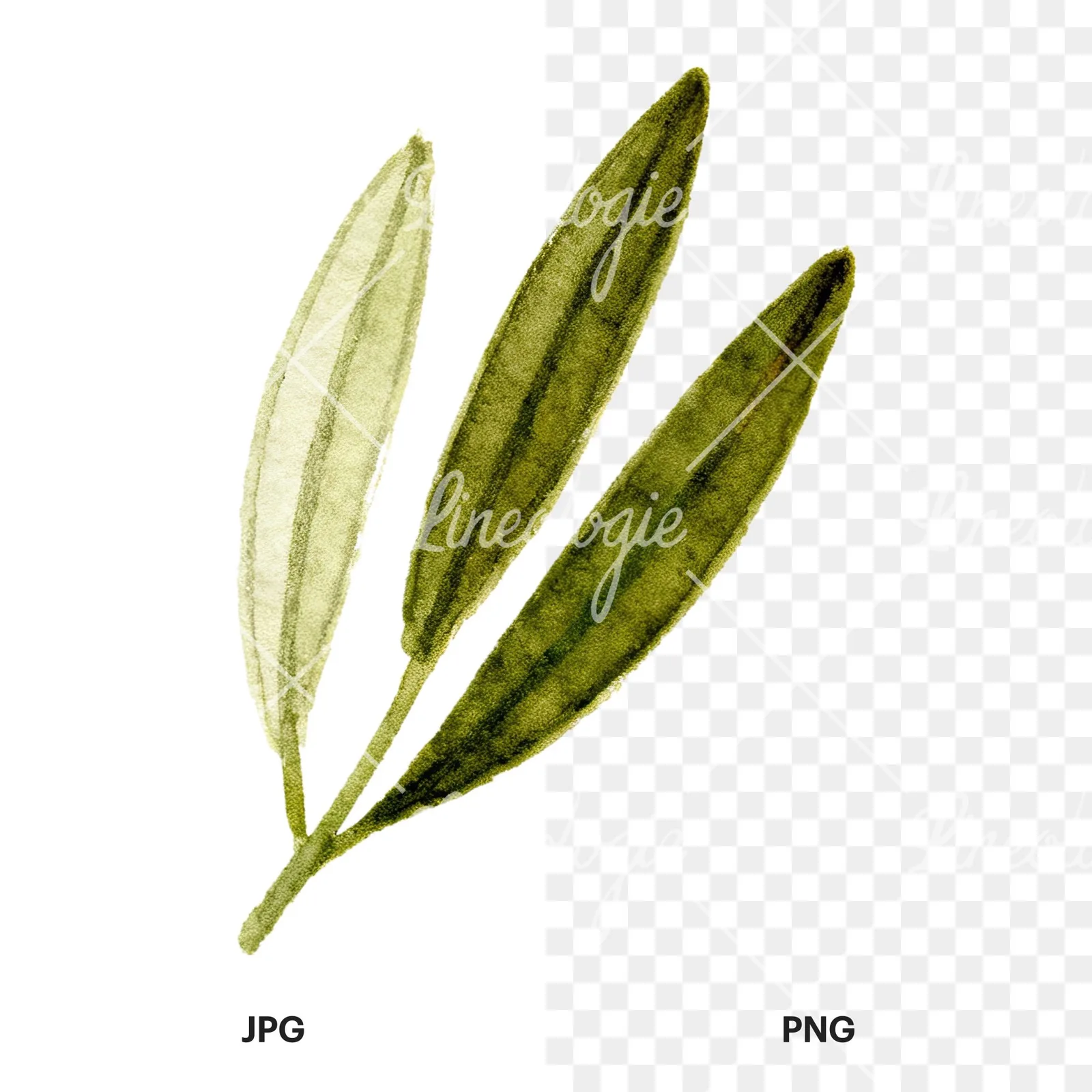 Watercolor olive branch with gray leaves clipart 3 of 12, as a JPG on white and a transparent PNG