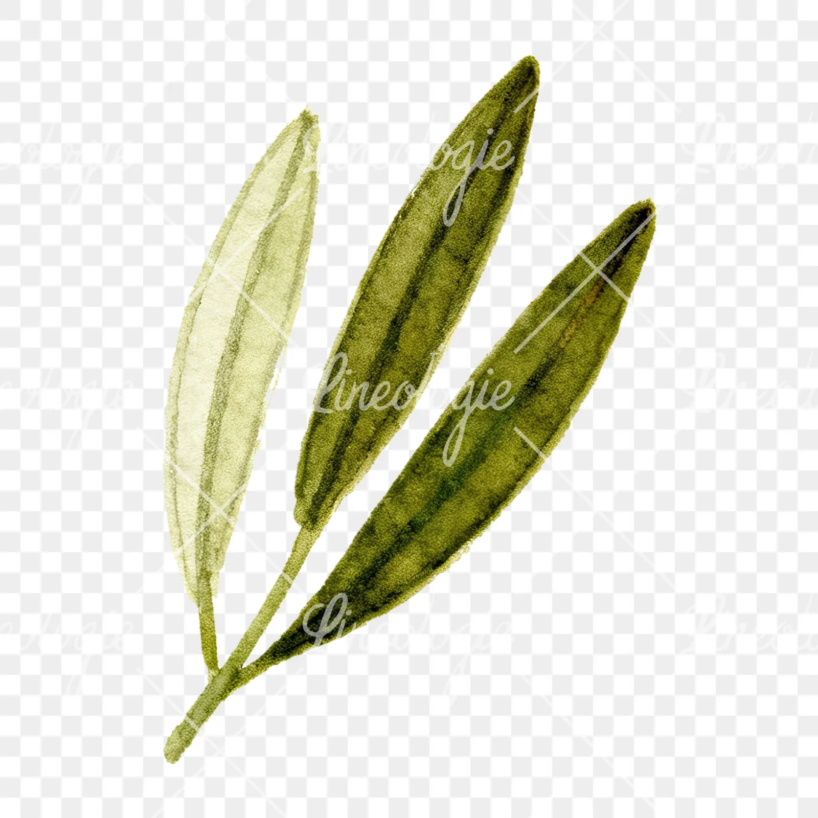 Watercolor olive branch with gray leaves clipart 3 of 12 on a transparent background (PNG)