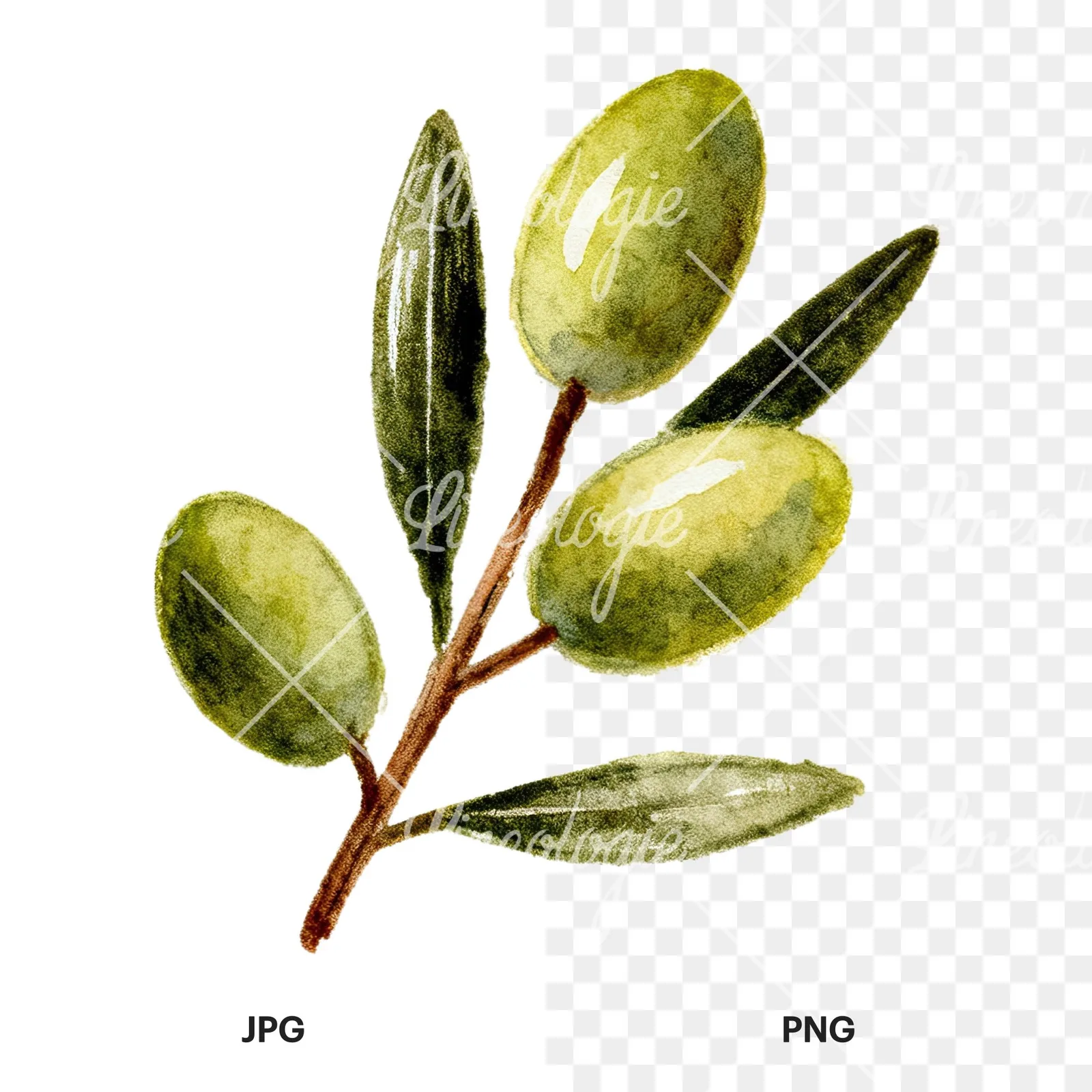 Watercolor olive branch with gray leaves clipart 4 of 12, as a JPG on white and a transparent PNG