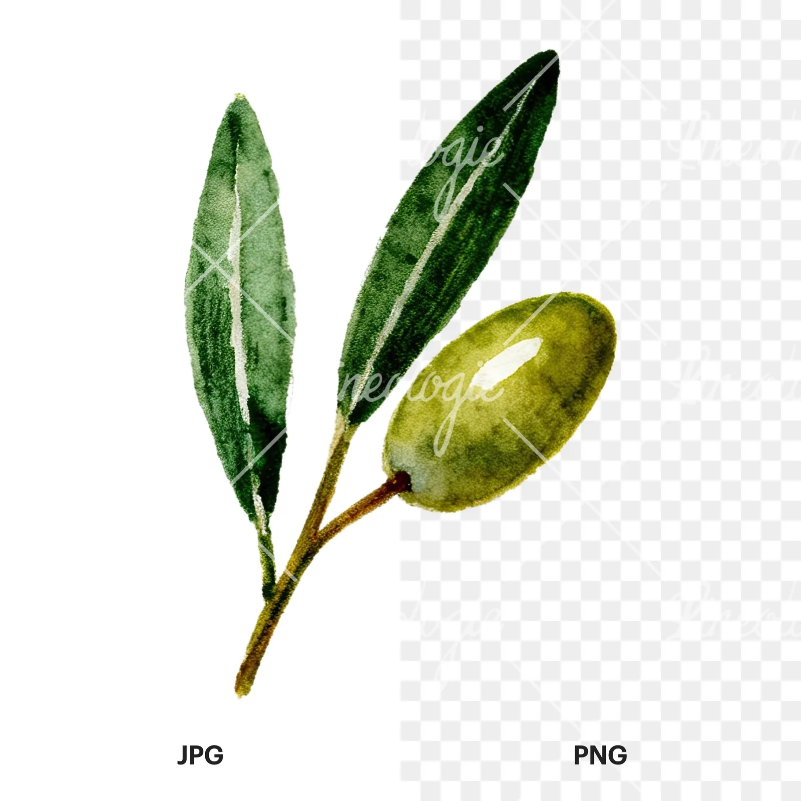 Watercolor olive branch with gray leaves clipart 5 of 12, as a JPG on white and a transparent PNG