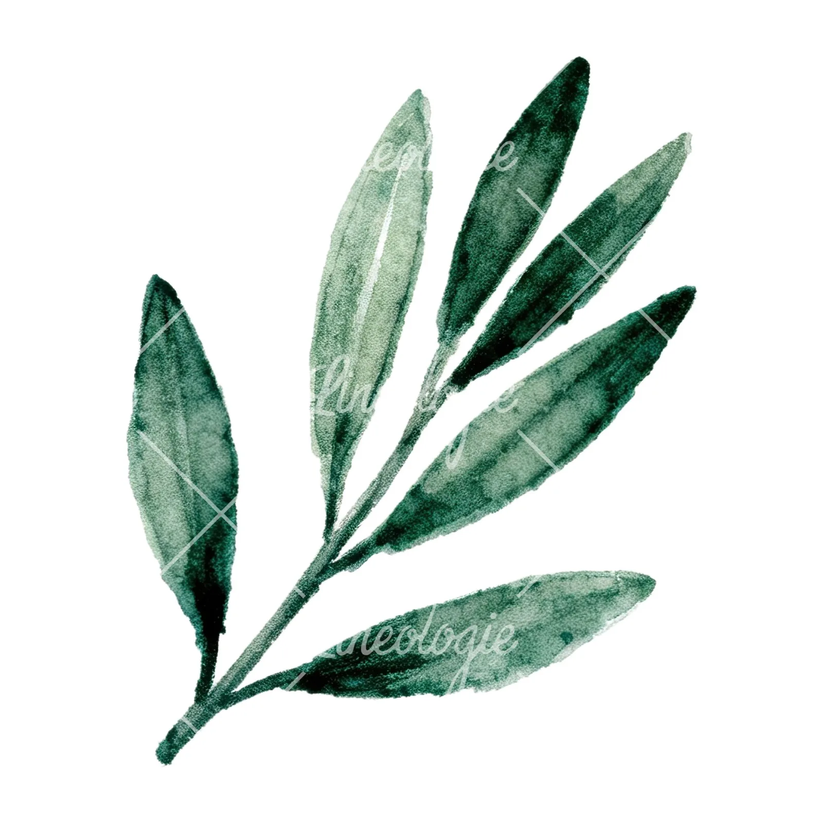 Watercolor olive branch with gray leaves clipart 6 of 12 on a white background (JPG)