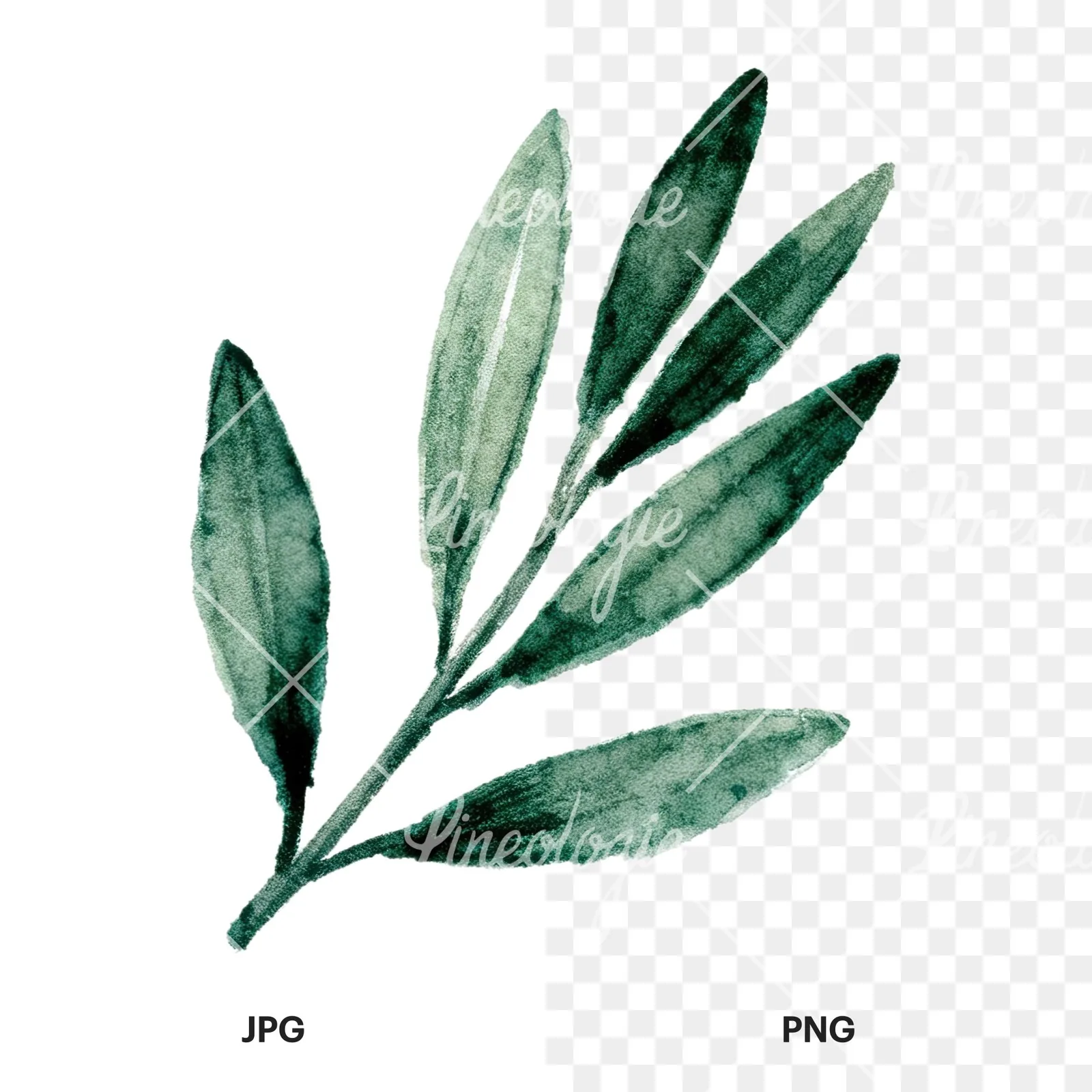 Watercolor olive branch with gray leaves clipart 6 of 12, as a JPG on white and a transparent PNG