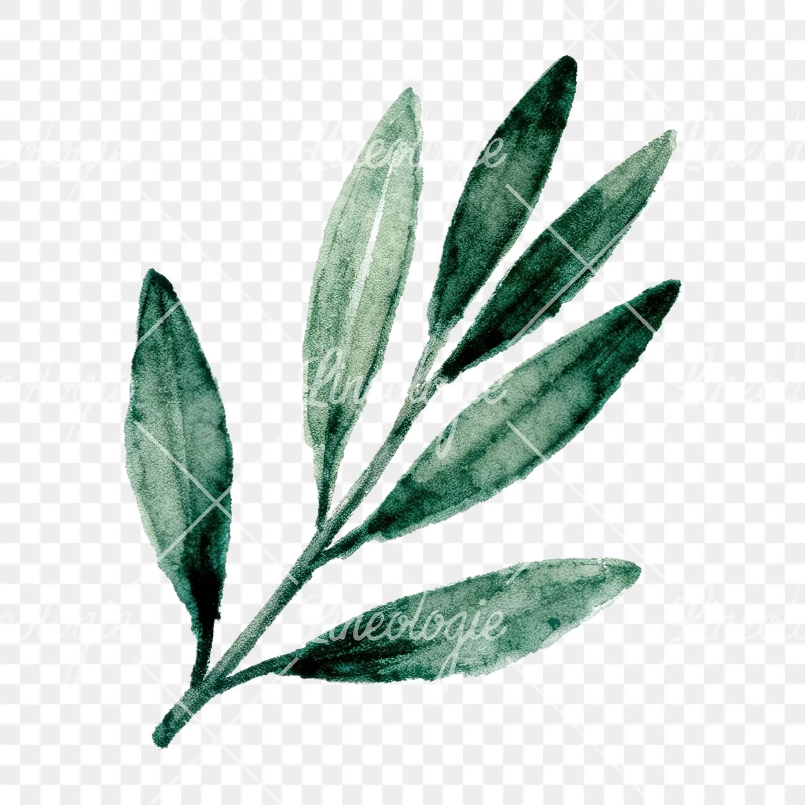Watercolor olive branch with gray leaves clipart 6 of 12 on a transparent background (PNG)