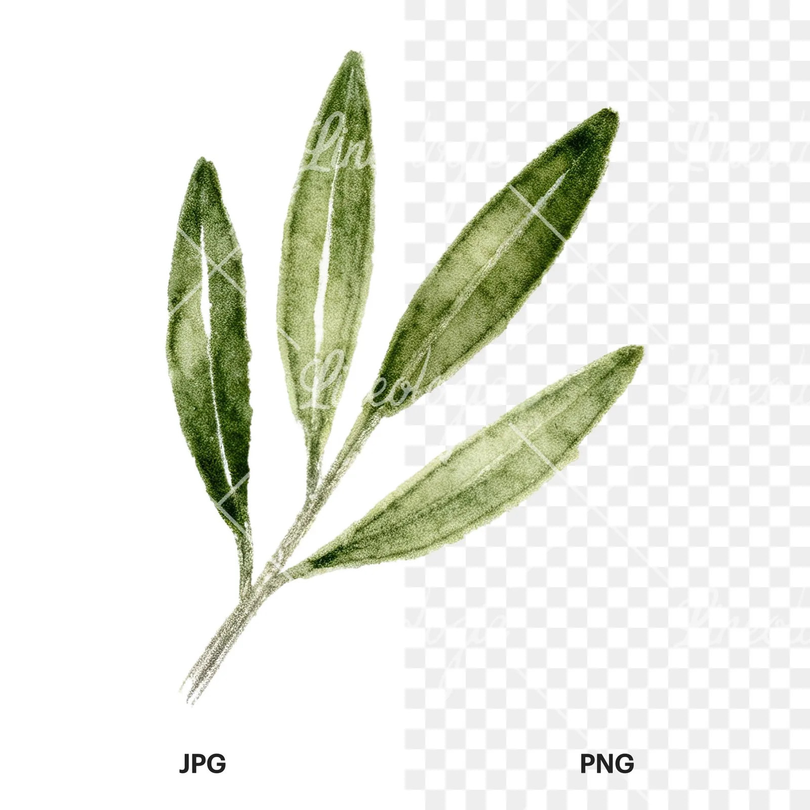 Watercolor olive branch with gray leaves clipart 7 of 12, as a JPG on white and a transparent PNG