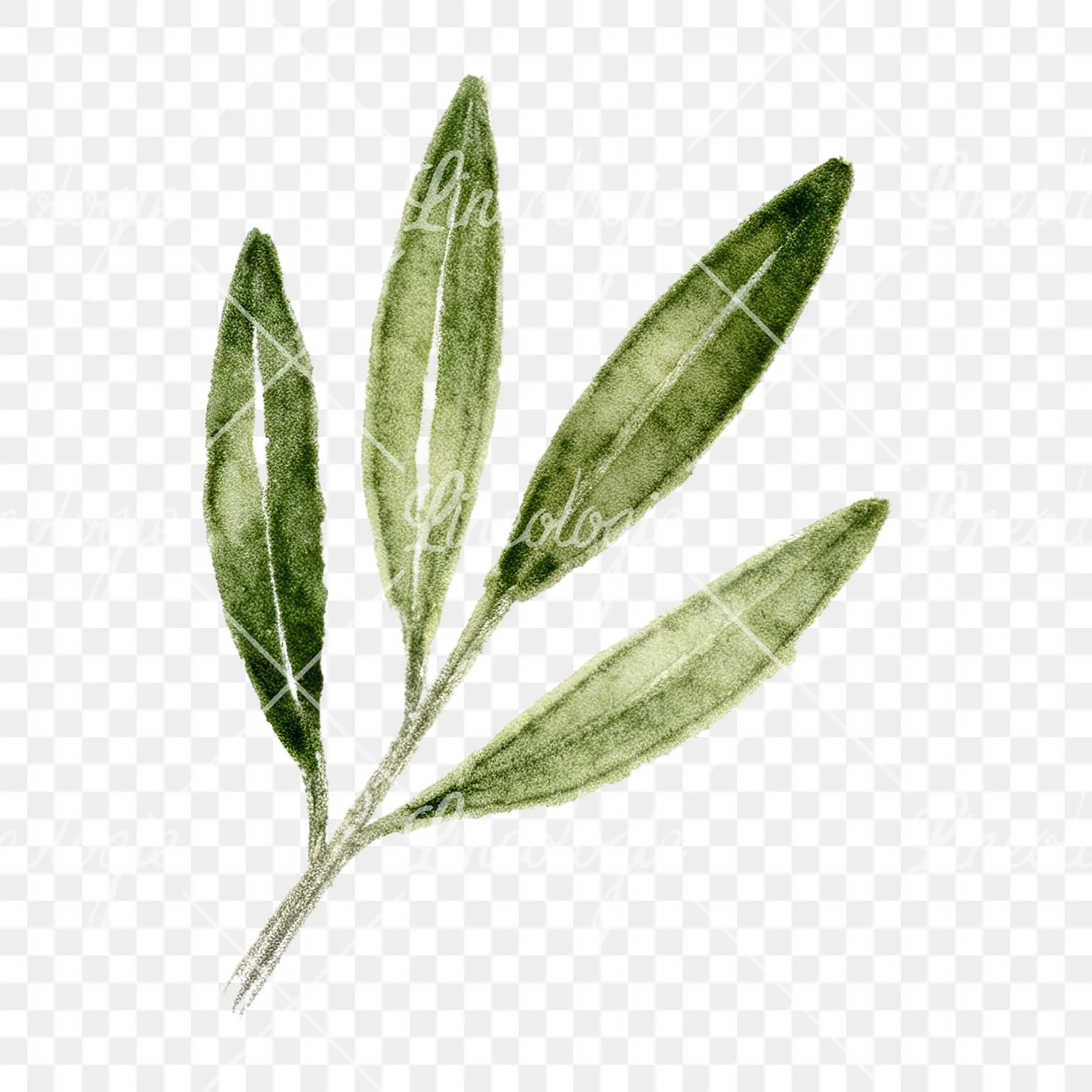 Watercolor olive branch with gray leaves clipart 7 of 12 on a transparent background (PNG)