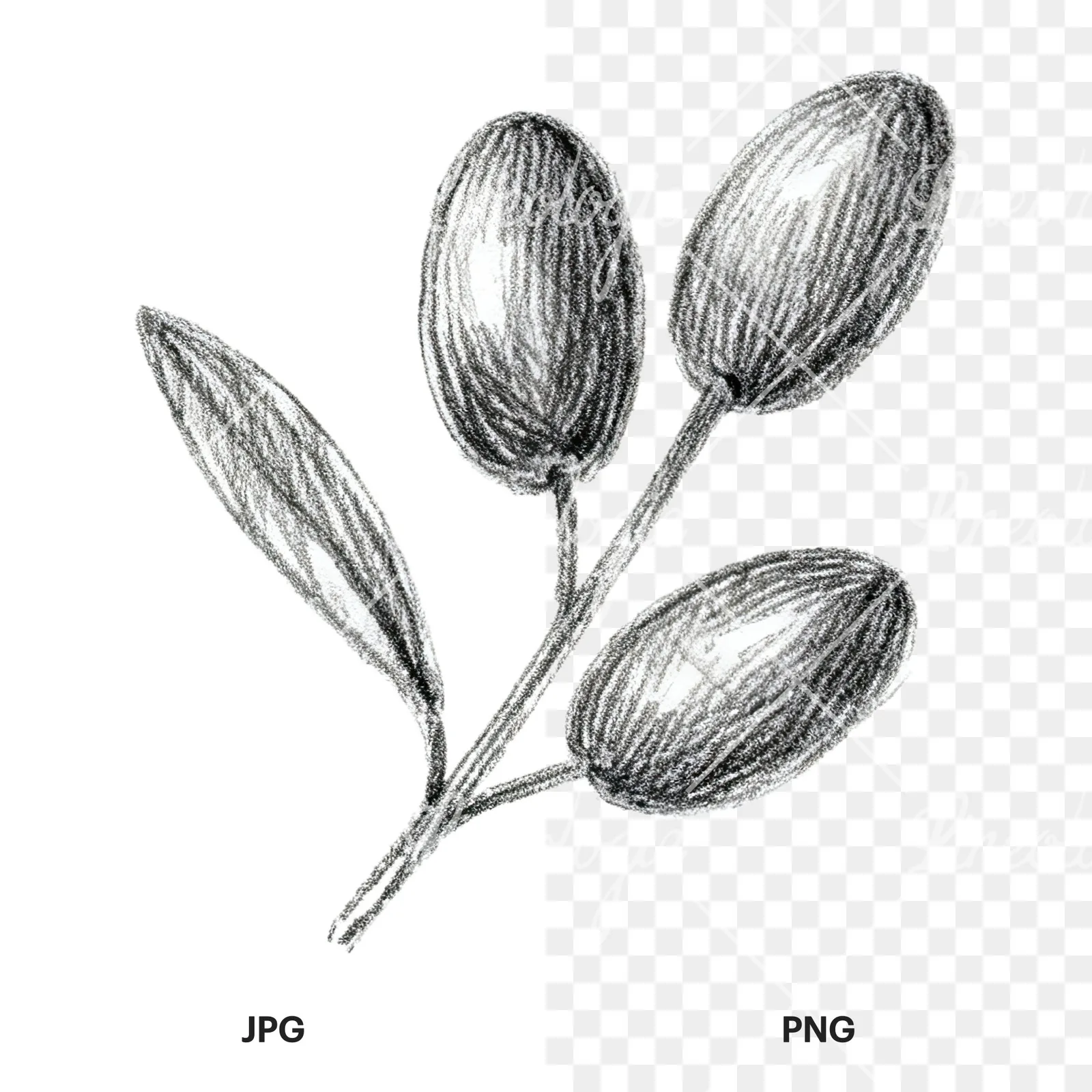 Watercolor olive branch with gray leaves clipart 8 of 12, as a JPG on white and a transparent PNG