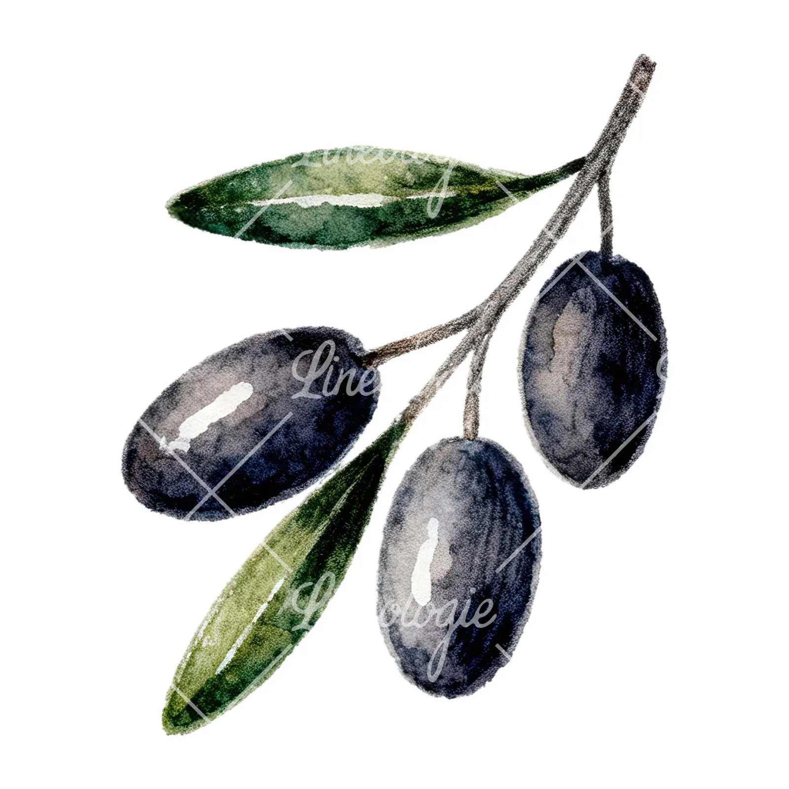 Watercolor olive branch with gray leaves clipart 9 of 12 on a white background (JPG)