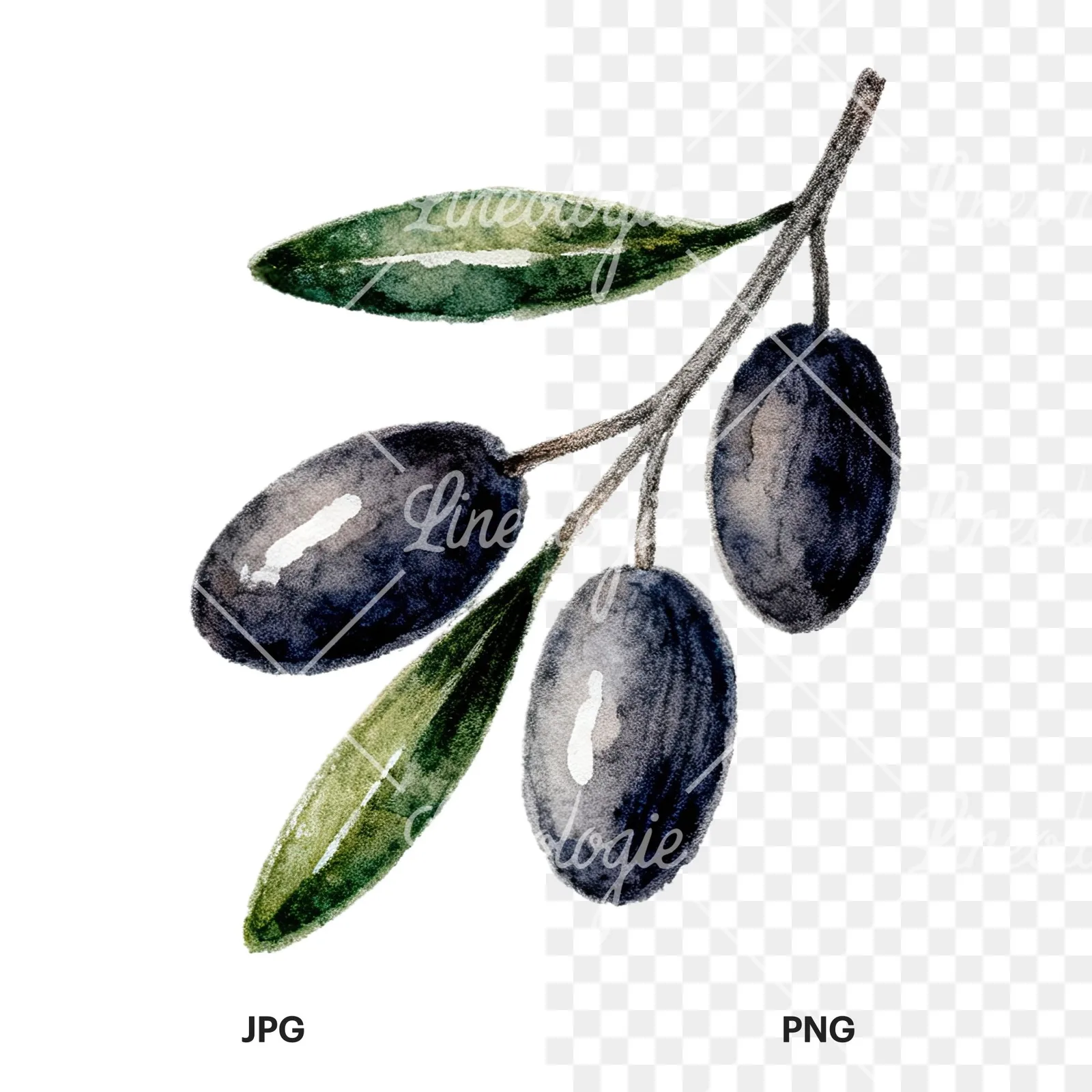 Watercolor olive branch with gray leaves clipart 9 of 12, as a JPG on white and a transparent PNG