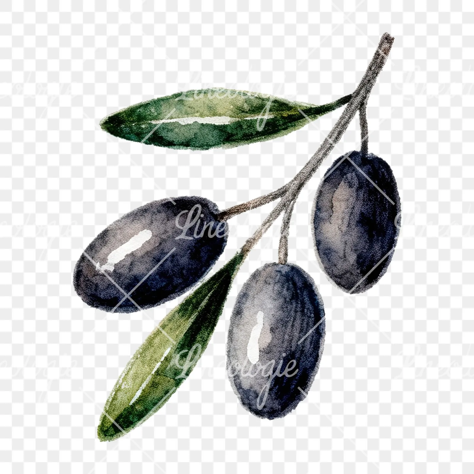 Watercolor olive branch with gray leaves clipart 9 of 12 on a transparent background (PNG)