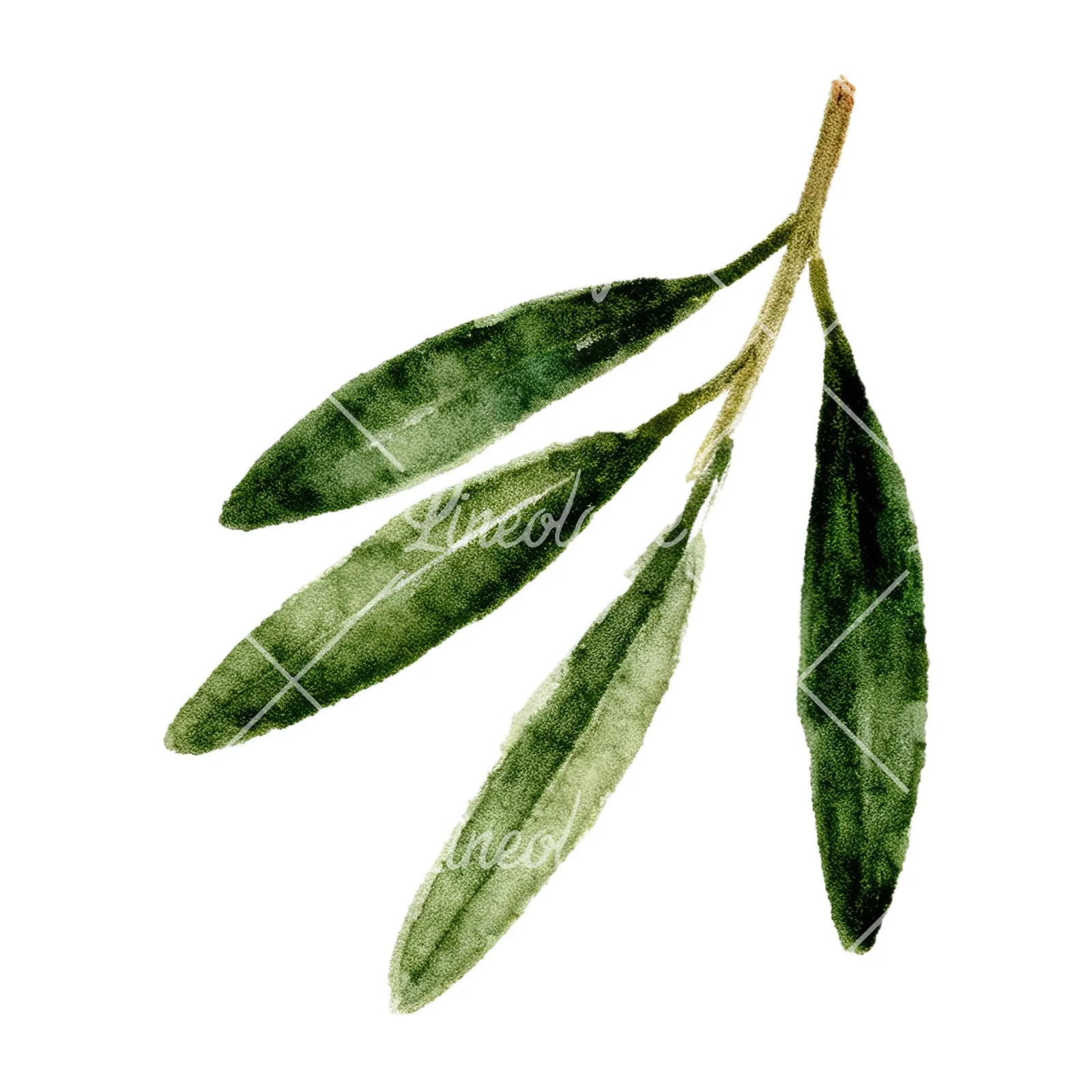 Watercolor olive branch with gray leaves clipart 10 of 12 on a white background (JPG)