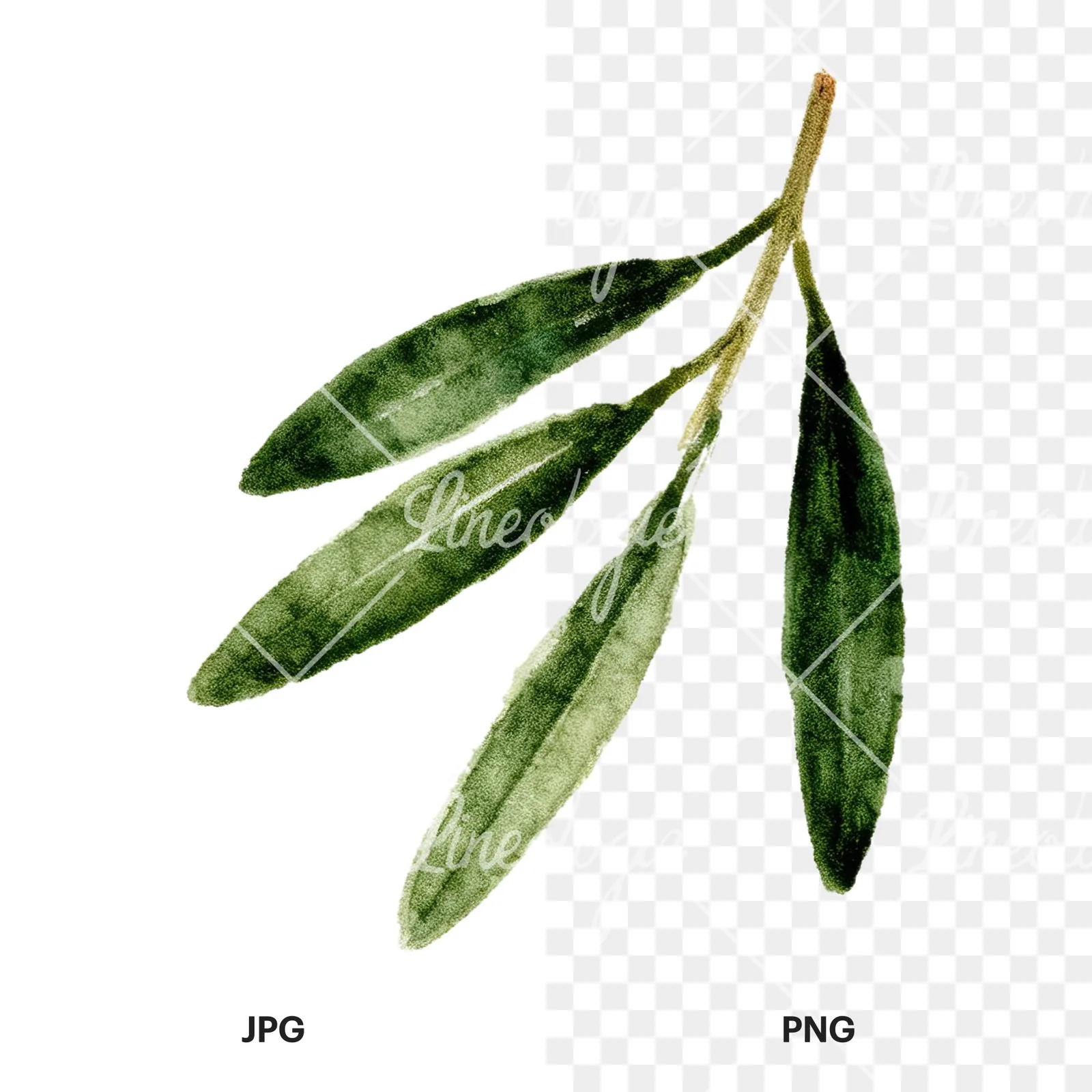 Watercolor olive branch with gray leaves clipart 10 of 12, as a JPG on white and a transparent PNG