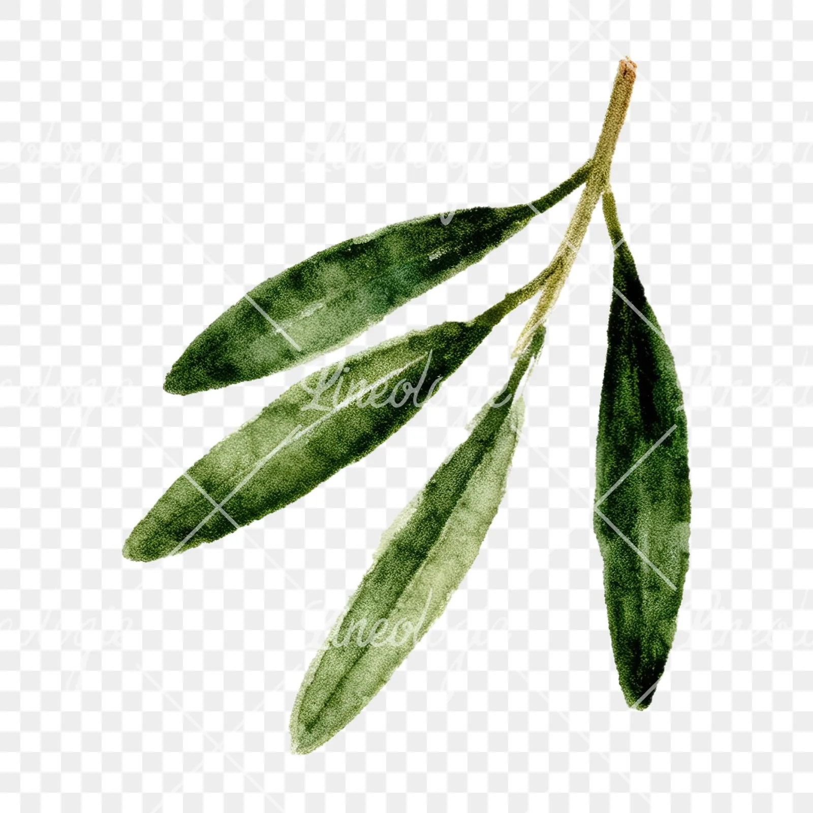 Watercolor olive branch with gray leaves clipart 10 of 12 on a transparent background (PNG)