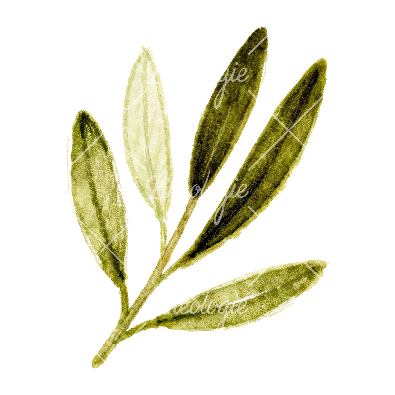 Watercolor olive branch with gray leaves clipart 11 of 12 on a white background (JPG)