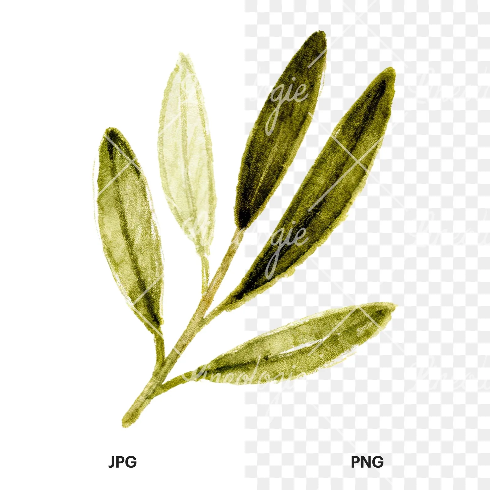 Watercolor olive branch with gray leaves clipart 11 of 12, as a JPG on white and a transparent PNG