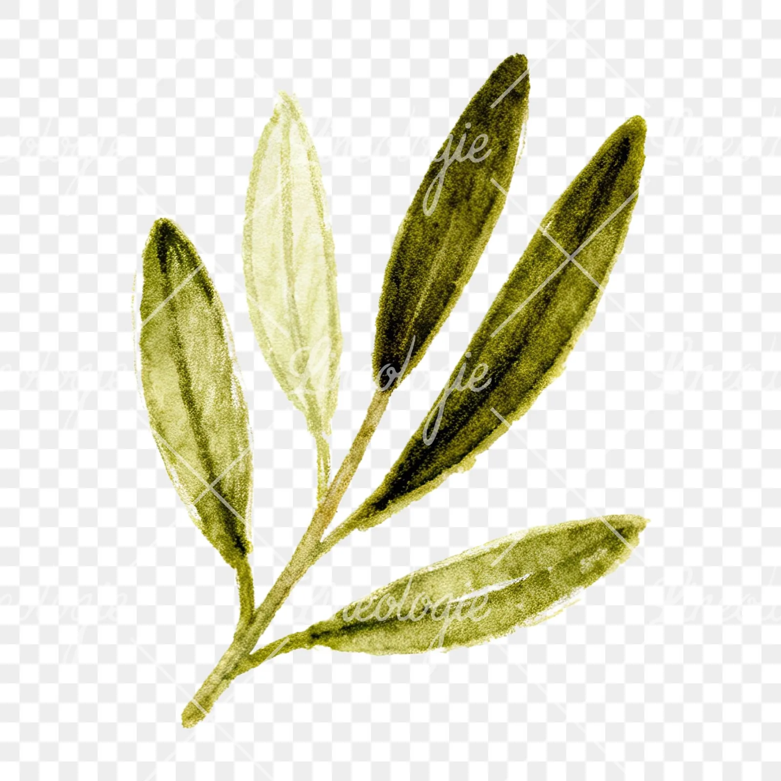 Watercolor olive branch with gray leaves clipart 11 of 12 on a transparent background (PNG)